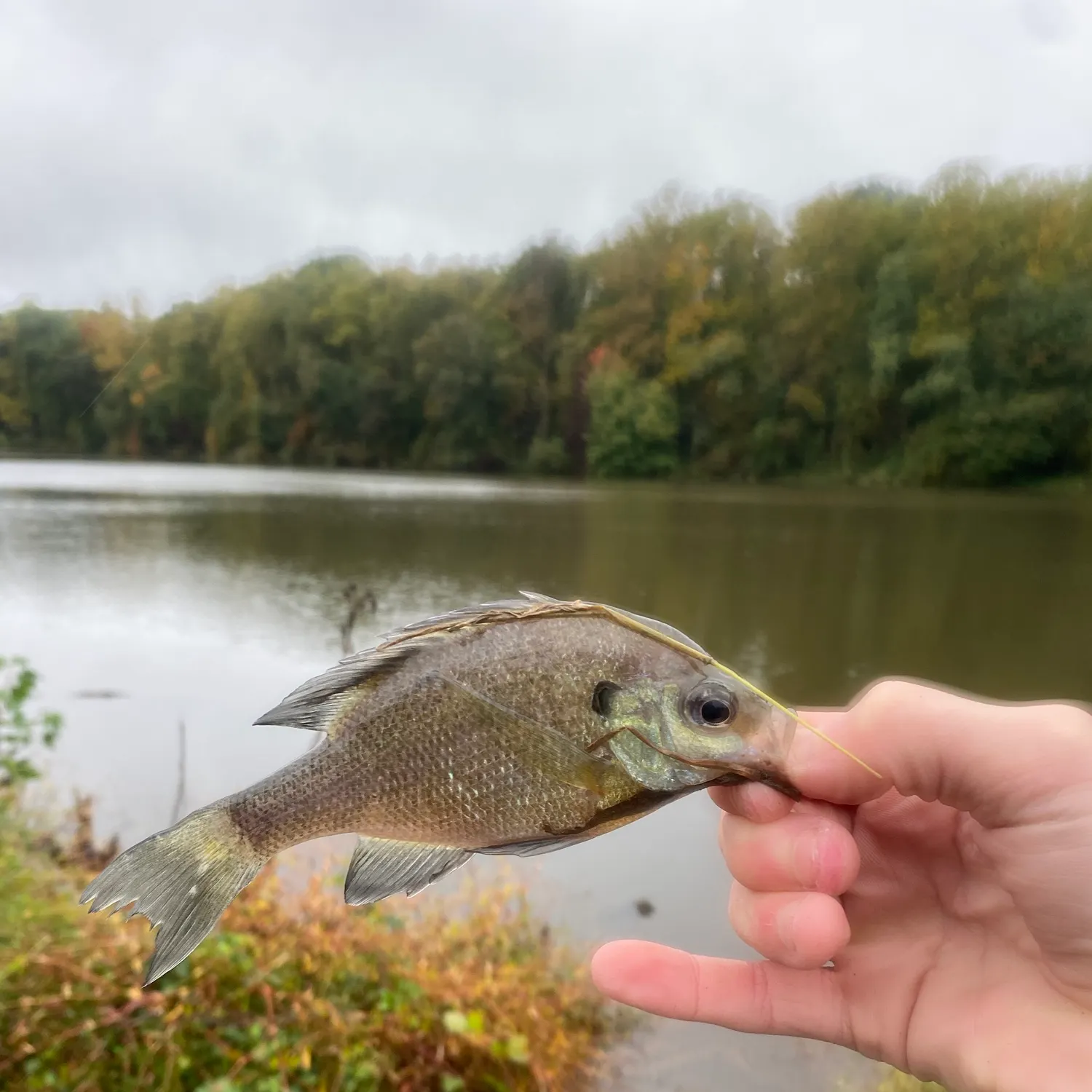 Bluegill caught on Fishbrain