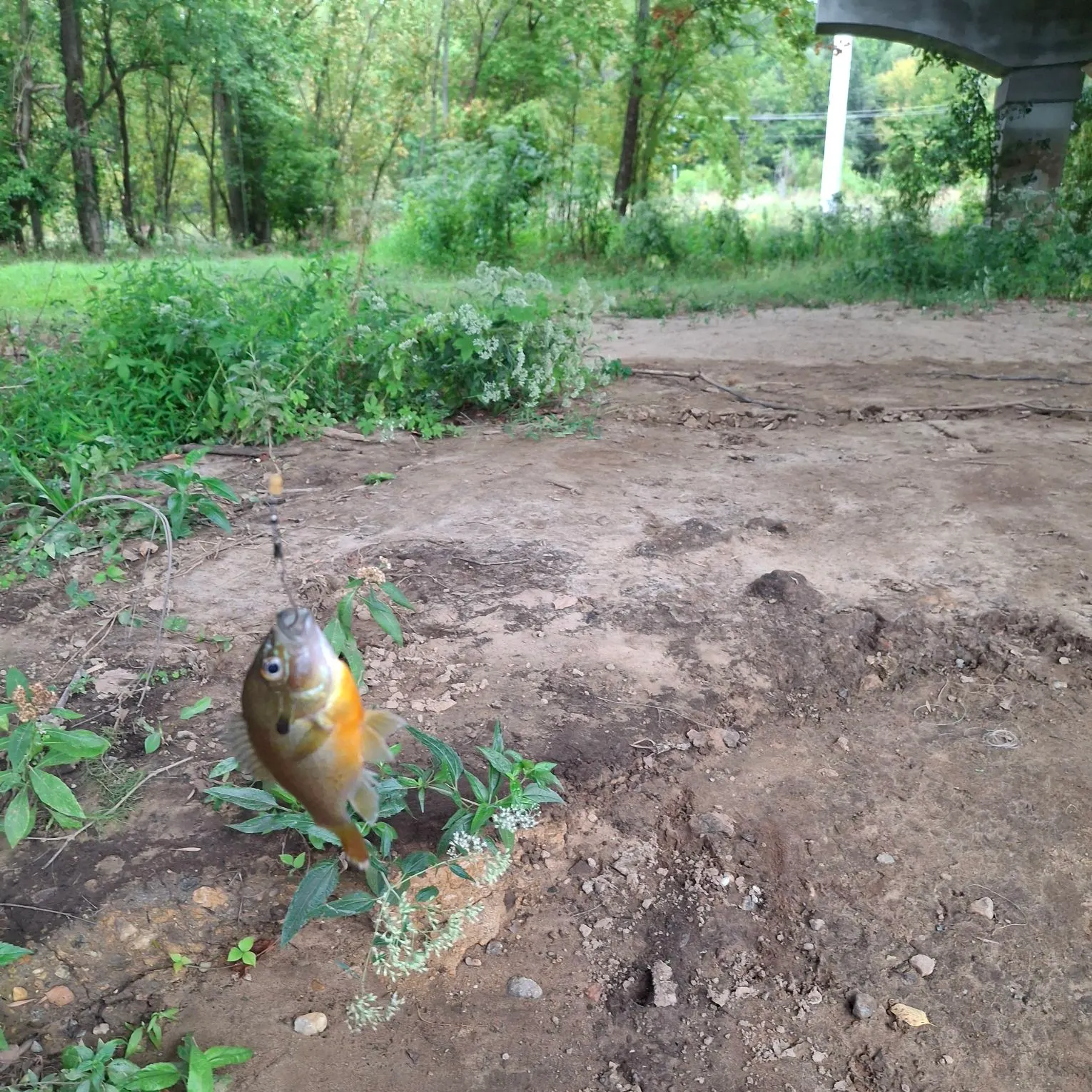 Bluegill caught on Fishbrain