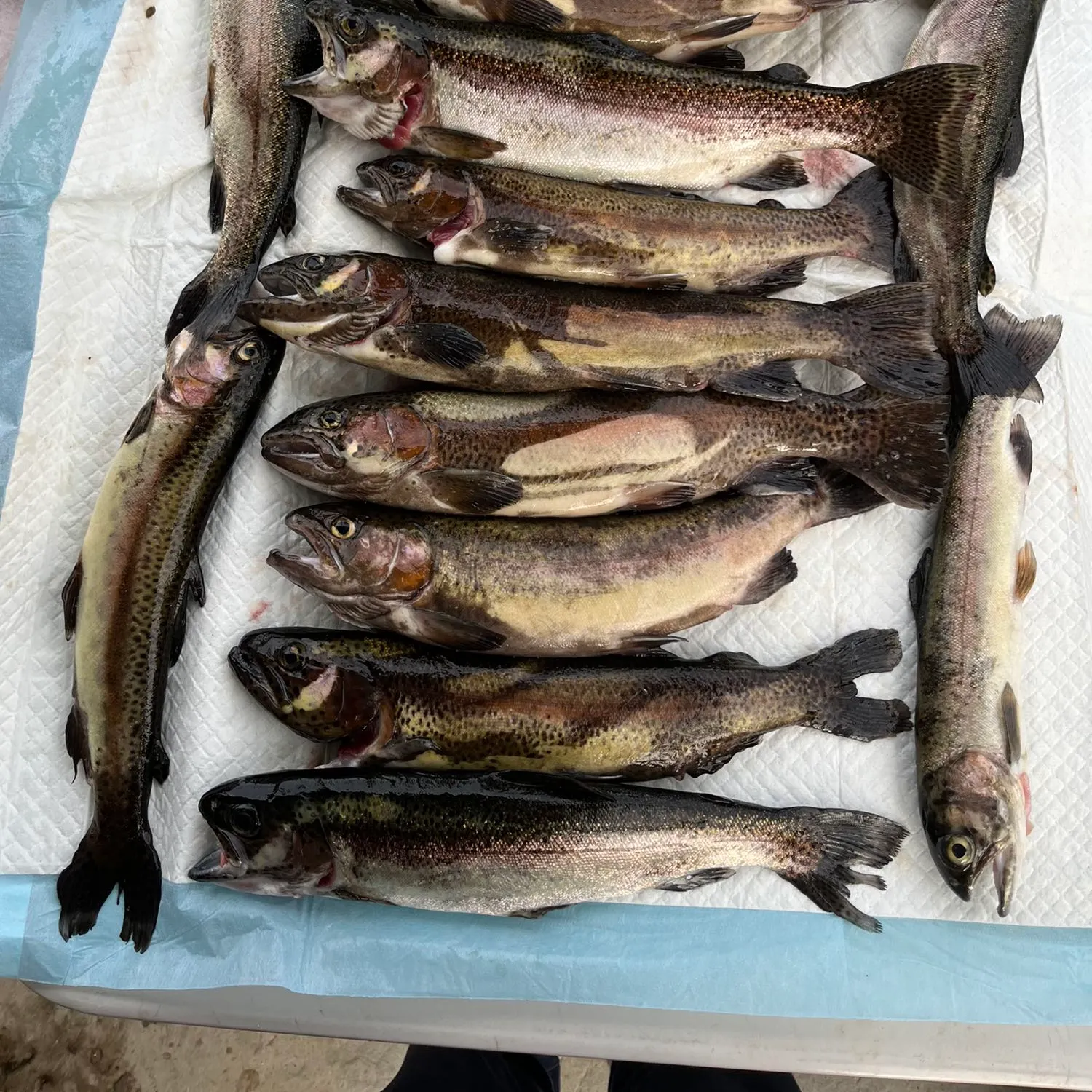 angler catch