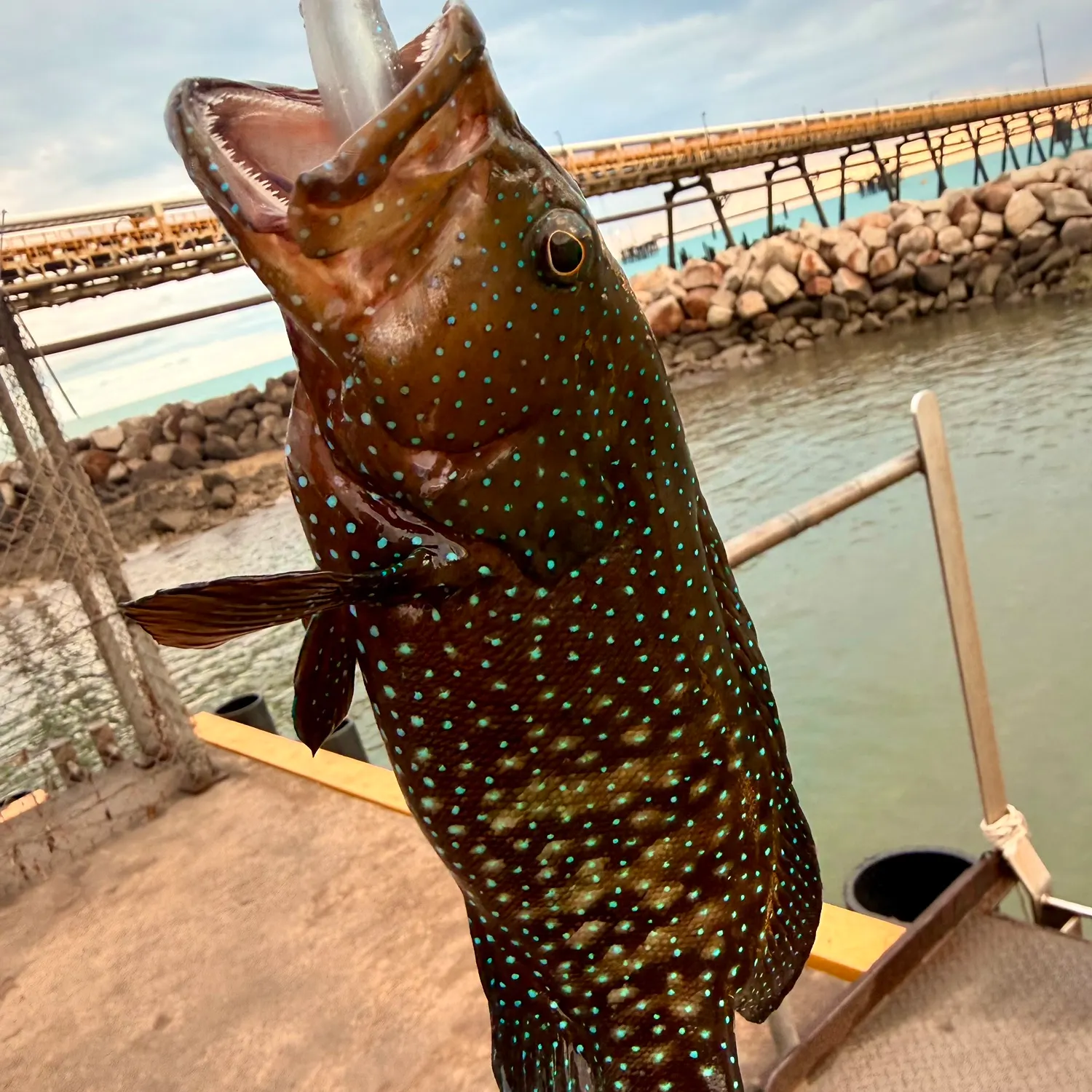 The most recent Peacock hind catches on Fishbrain