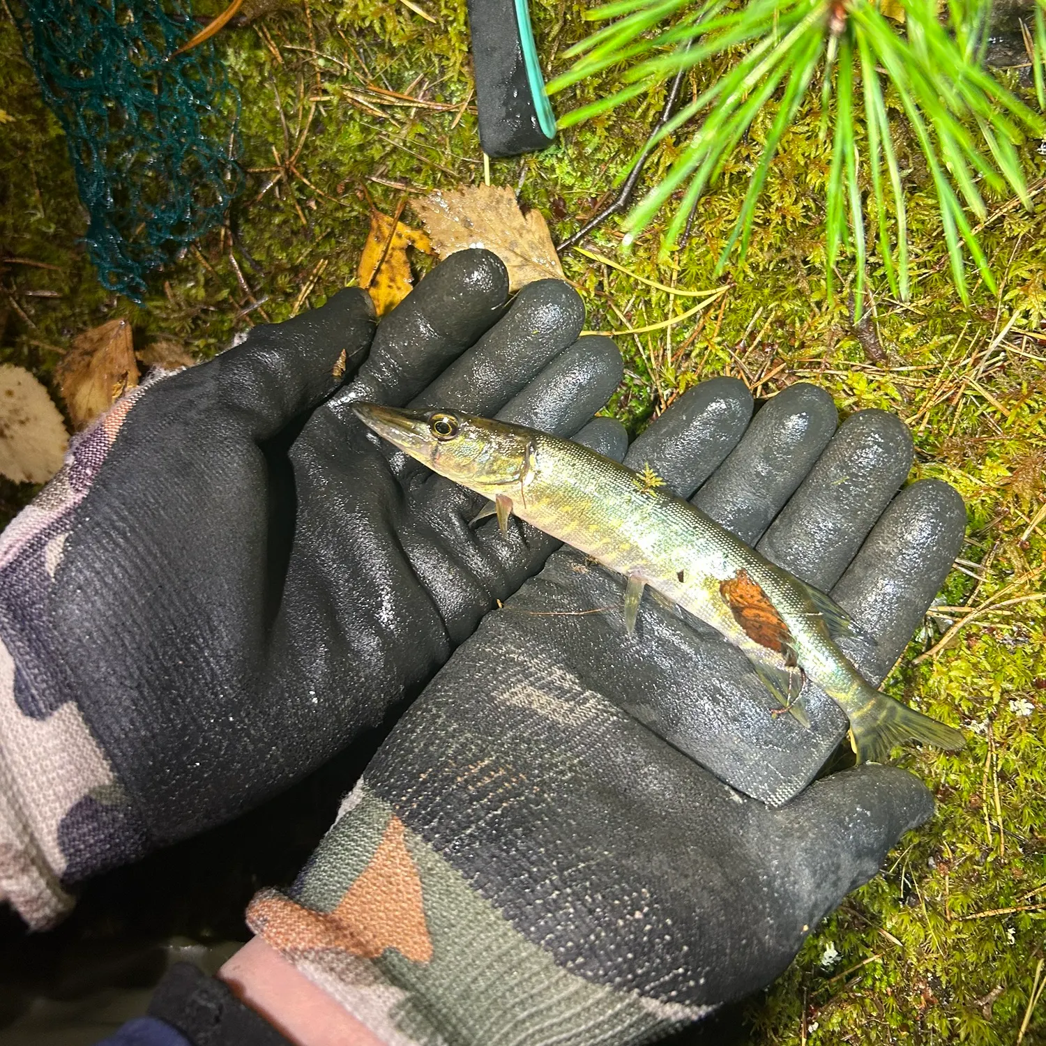 catch