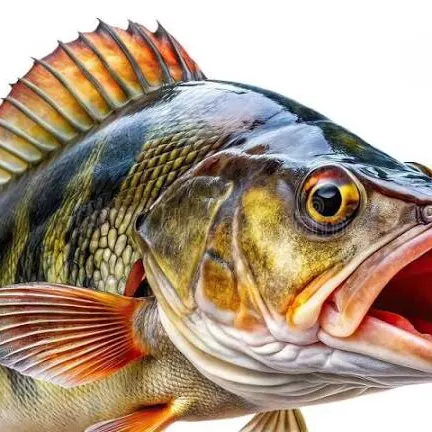 The most recent European perch catches on Fishbrain