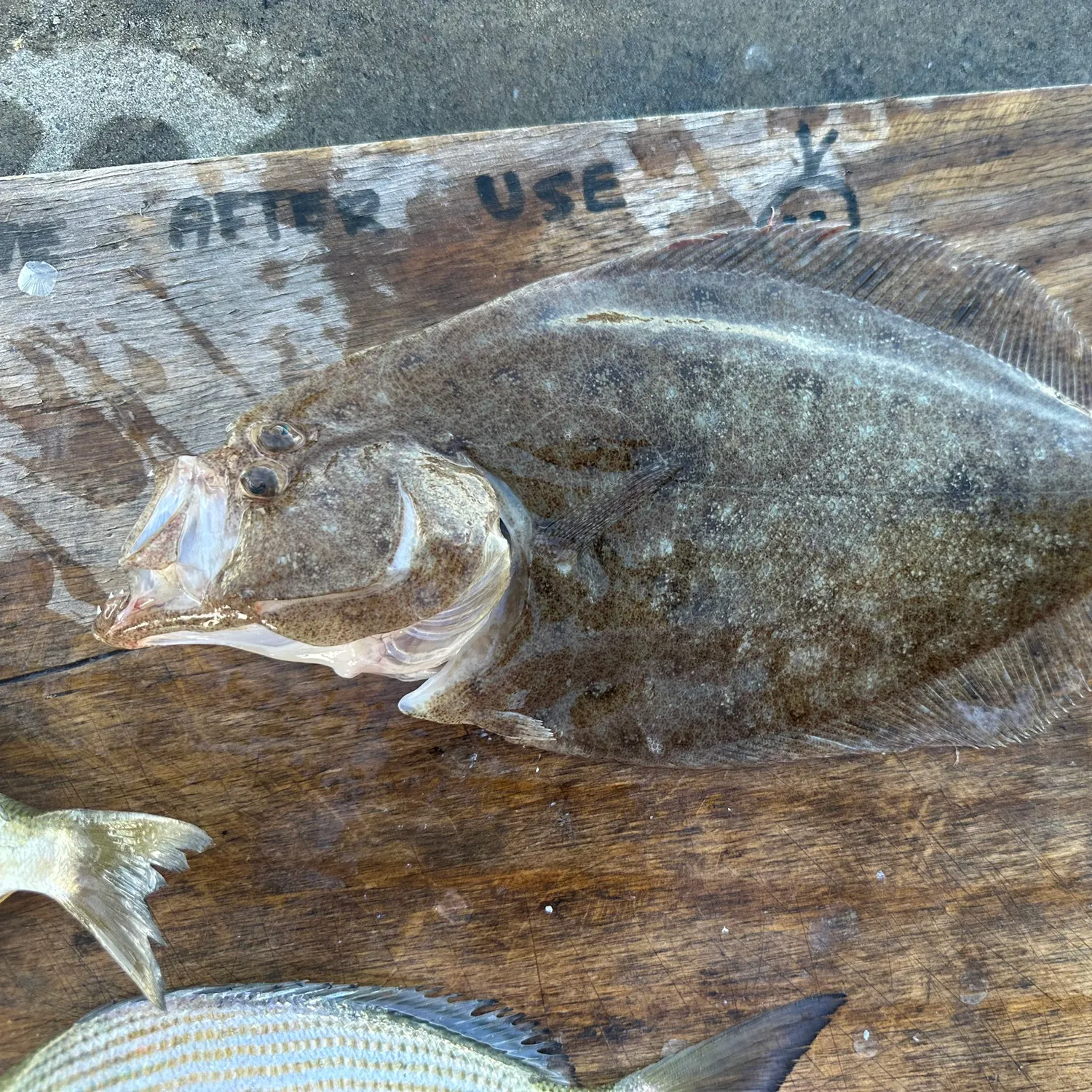 The most recent Largetooth flounder catches on Fishbrain