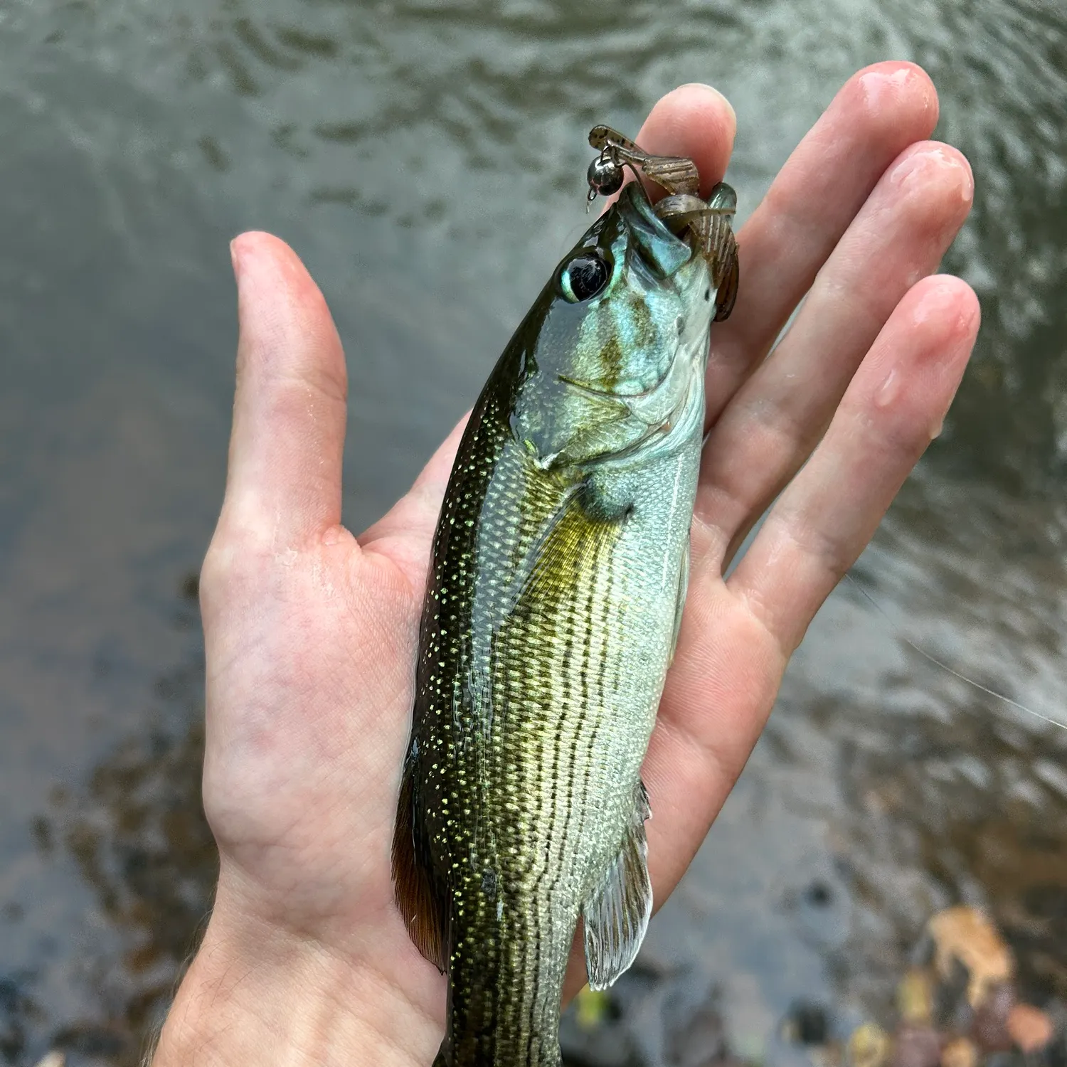 The most recent Tallapoosa bass catches on Fishbrain