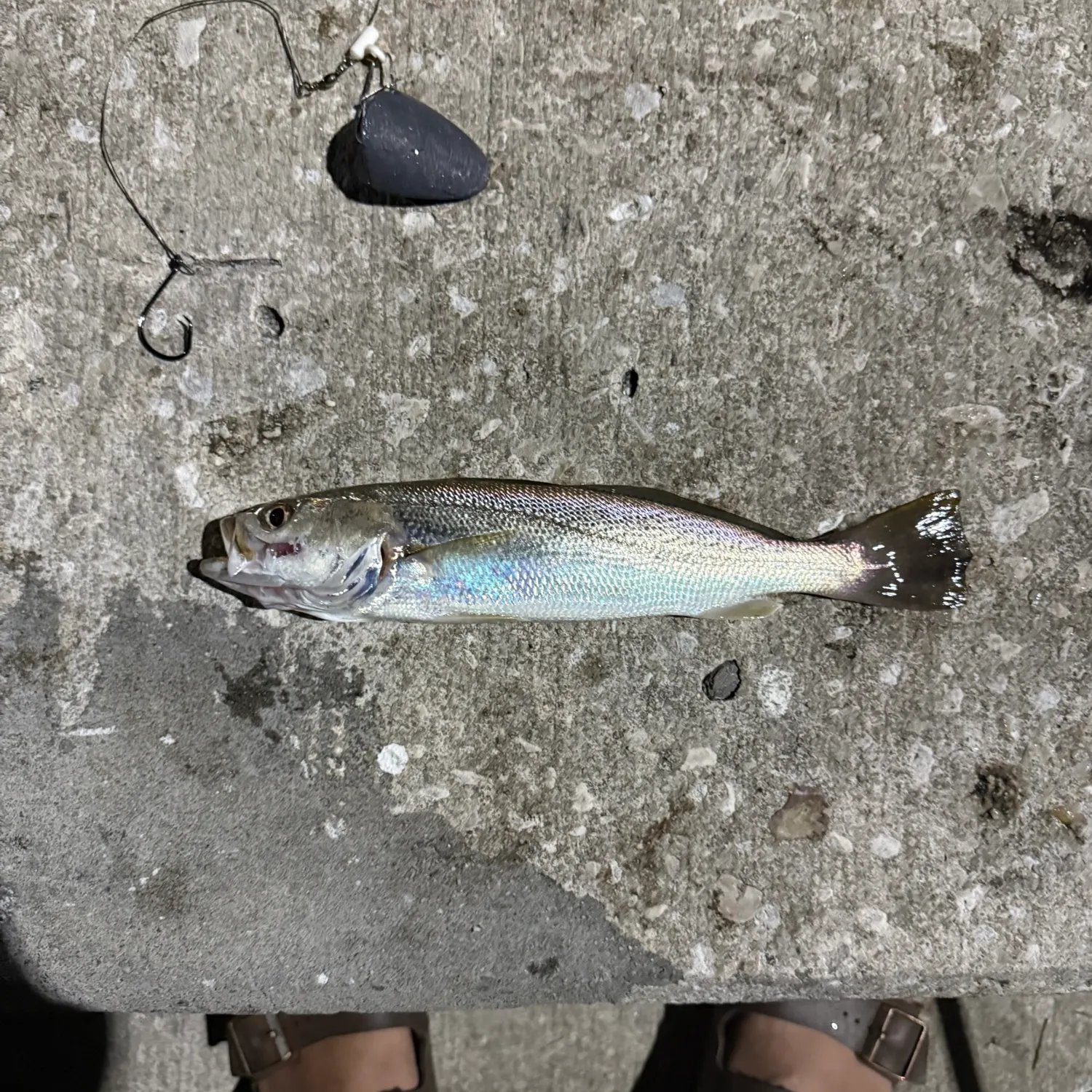 The most recent Sand seatrout catches on Fishbrain