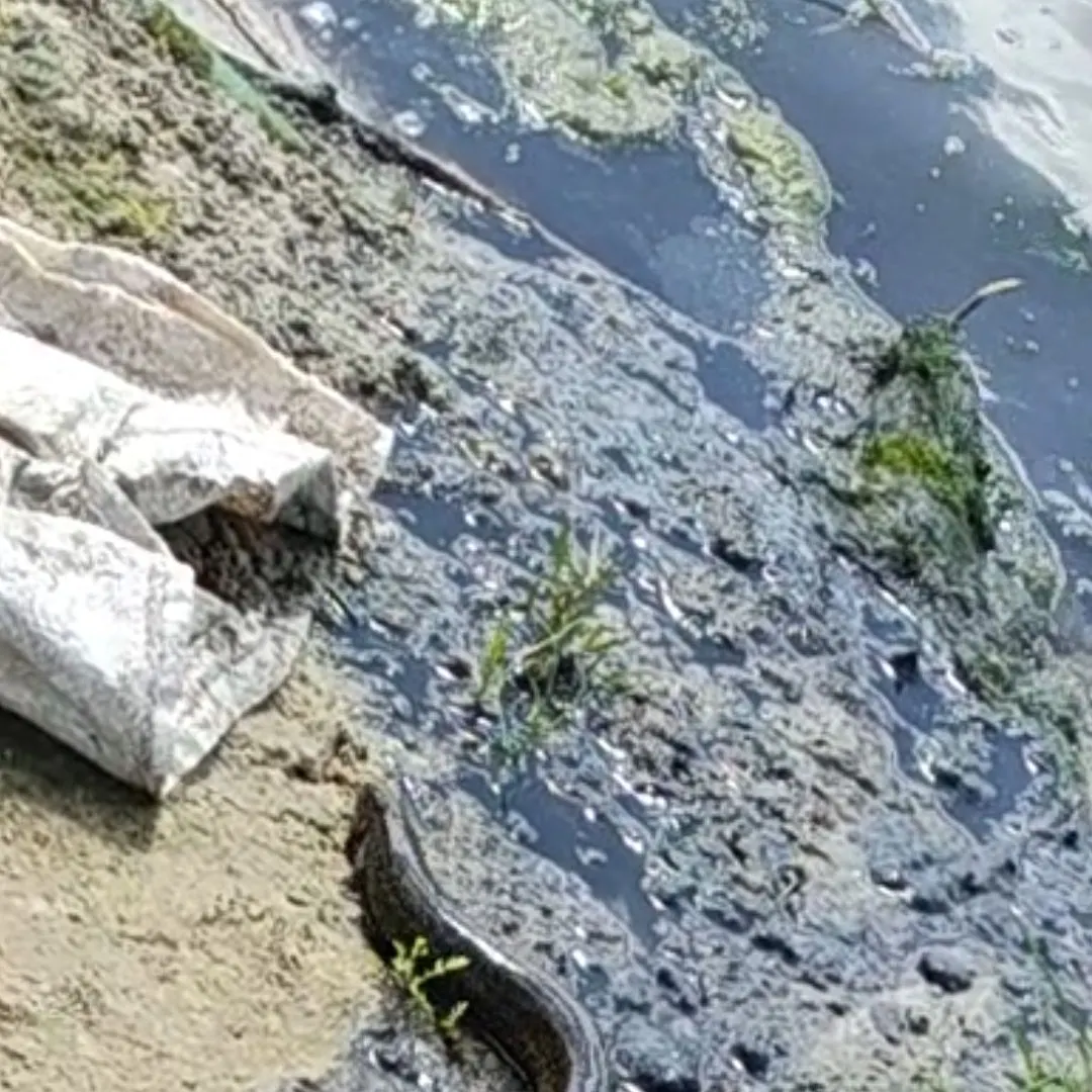 The most recent Asian swamp eel catches on Fishbrain