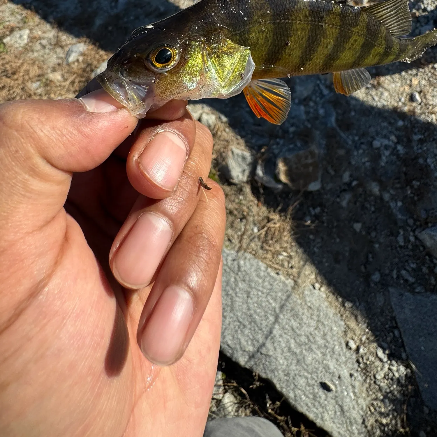 Yellow perch caught on Fishbrain