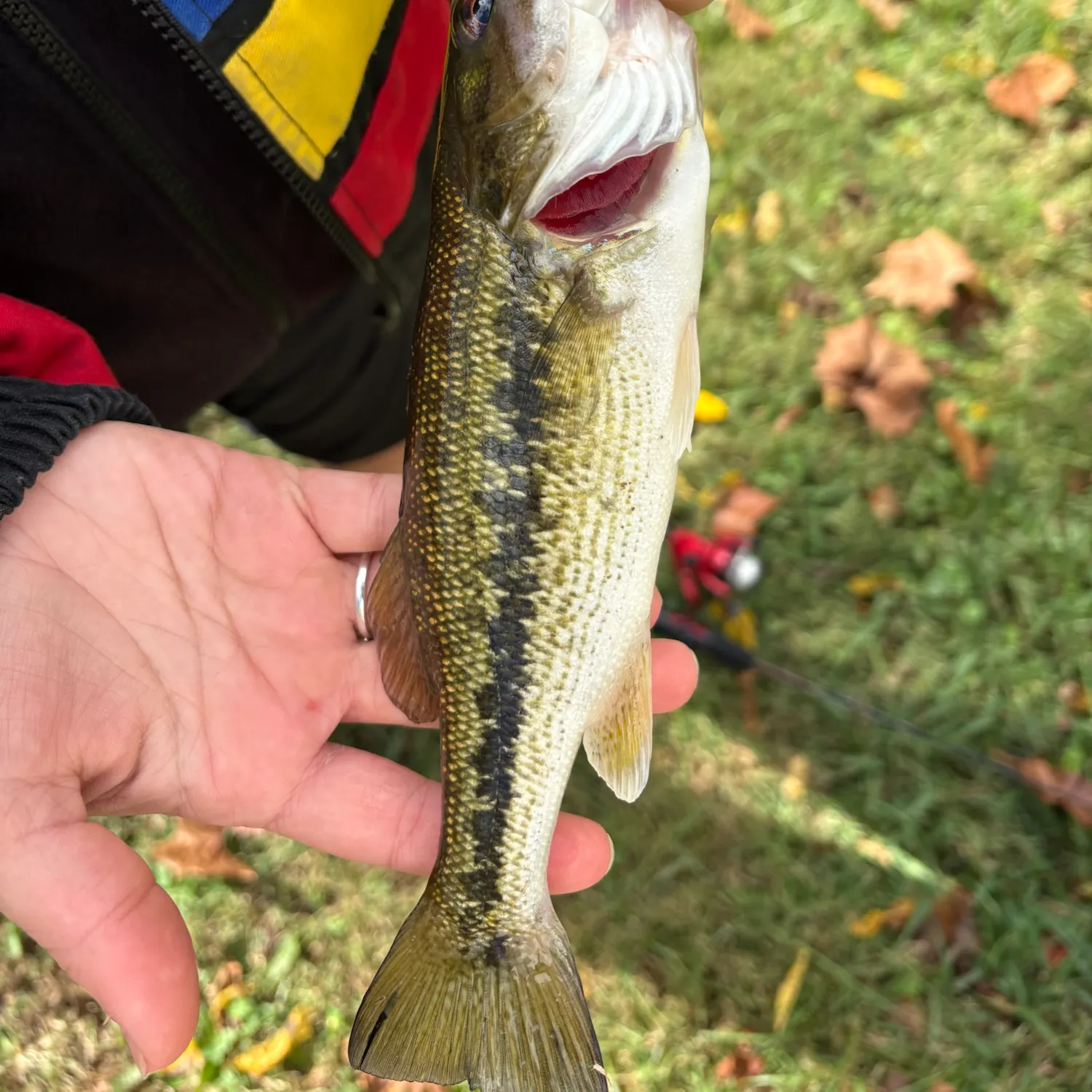 Spotted bass caught on Fishbrain