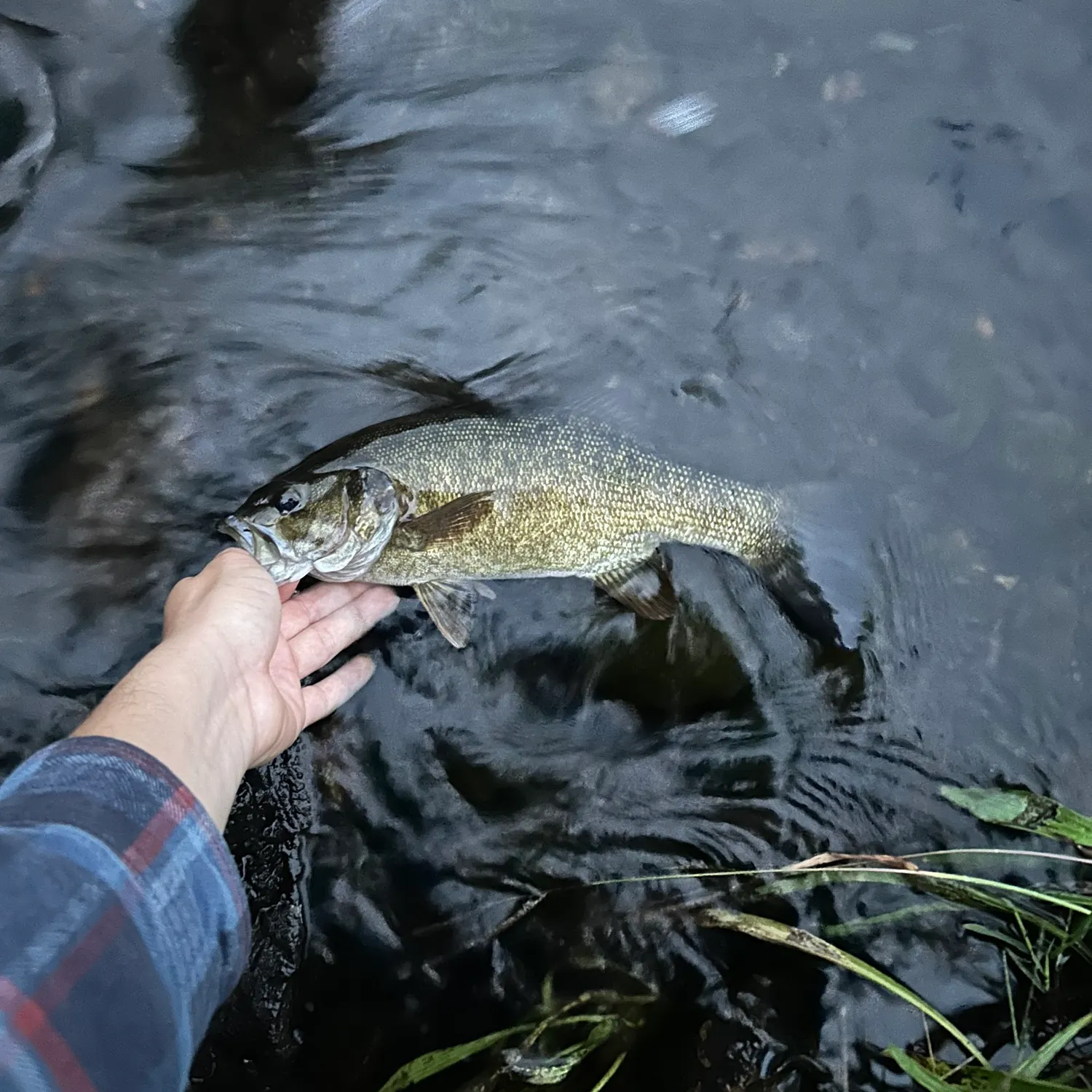 Smallmouth bass caught on Fishbrain