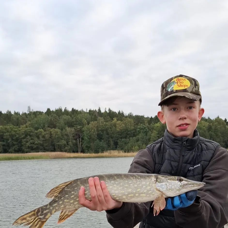 Northern pike caught on Fishbrain