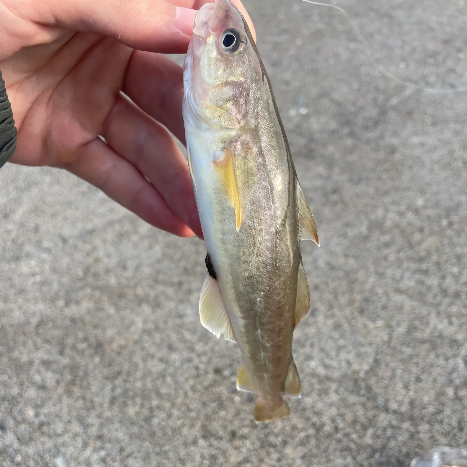 The most recent Saffron cod catches on Fishbrain