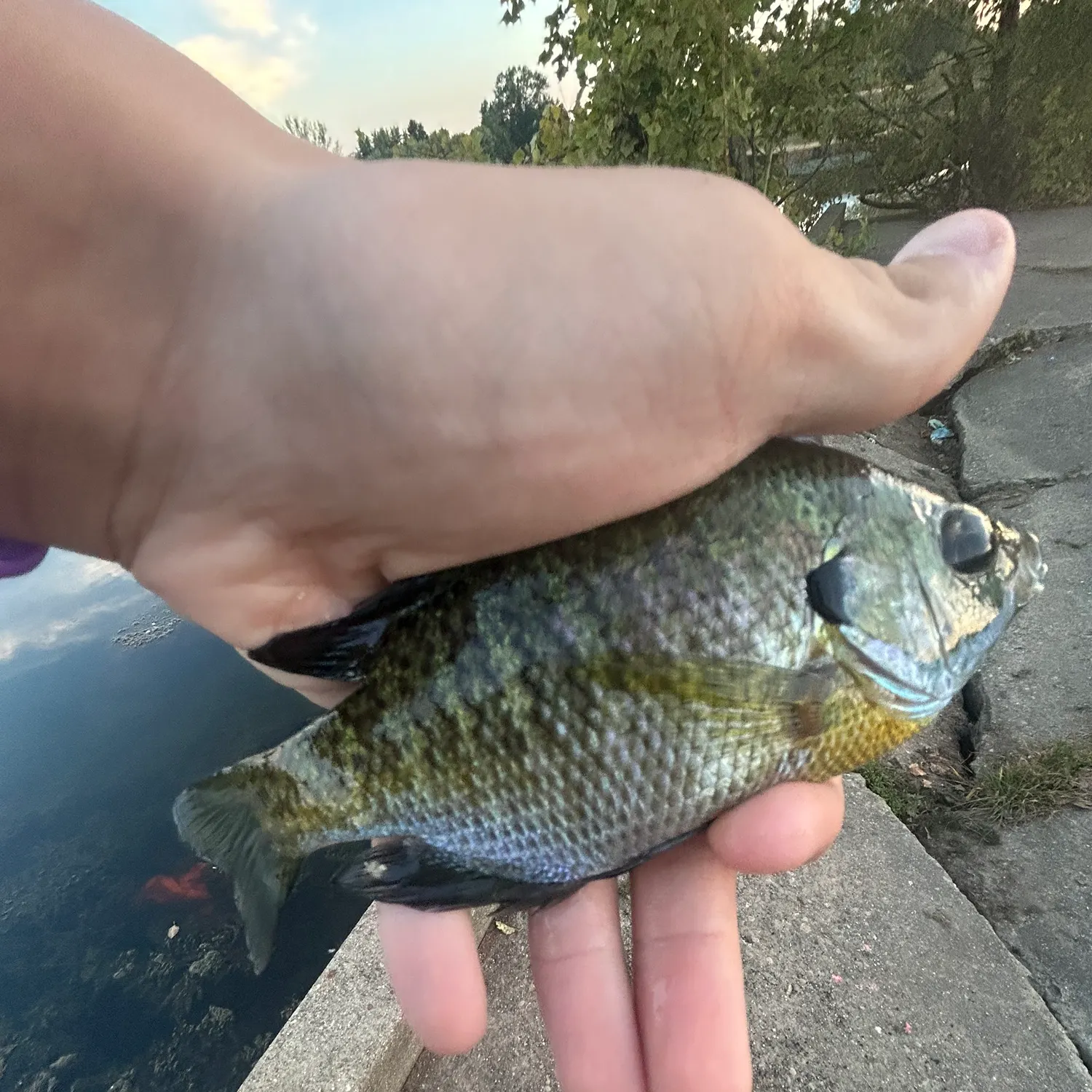 Bluegill caught on Fishbrain