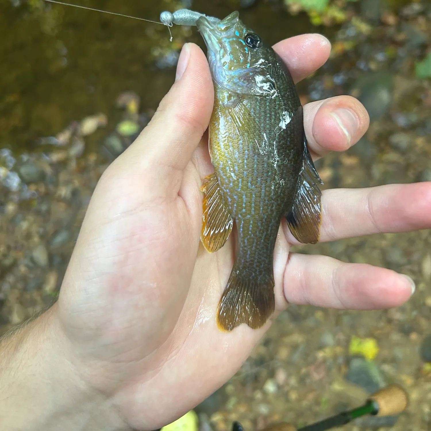 Green sunfish caught on Fishbrain