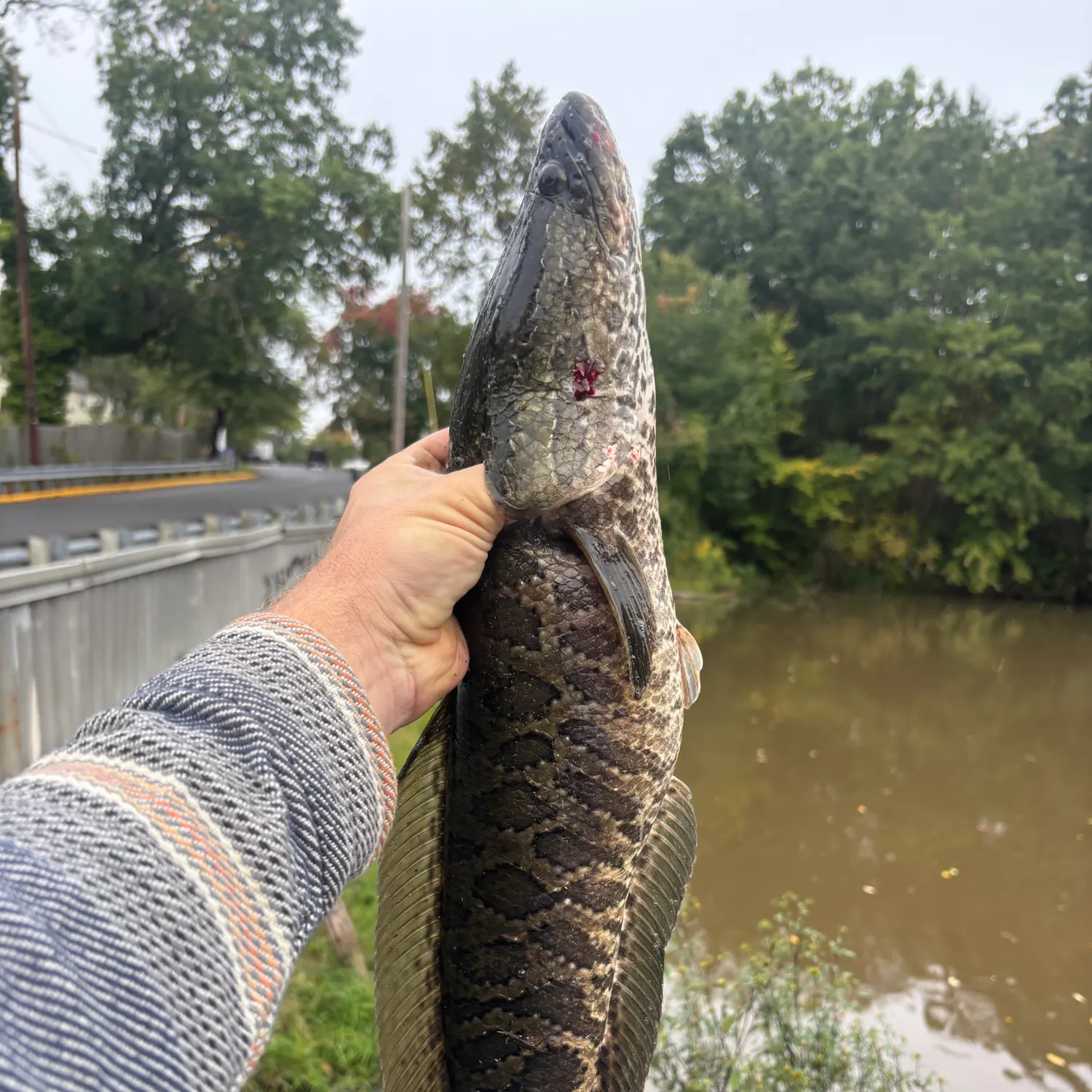 Northern snakehead caught on Fishbrain