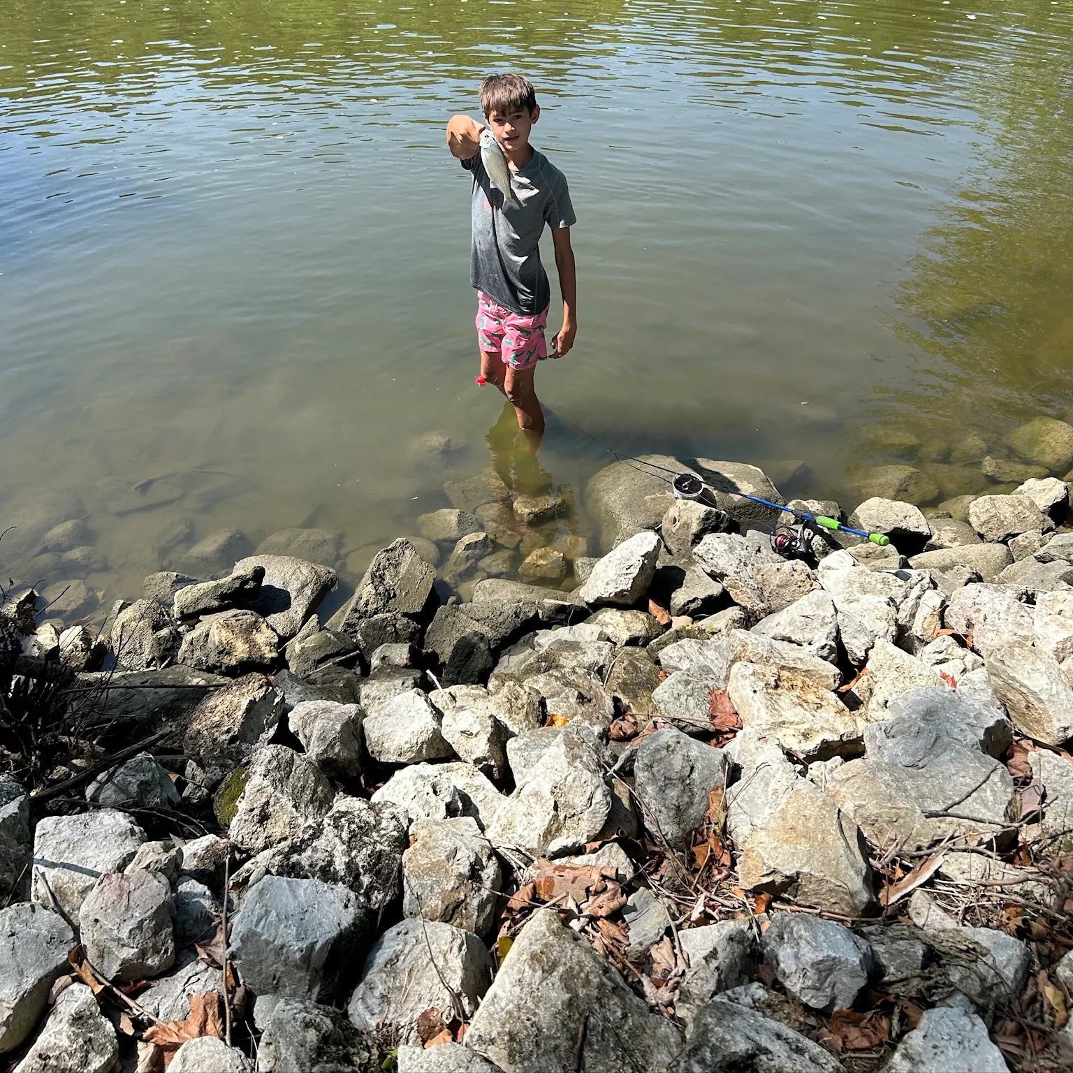 The most recent American gizzard shad catches on Fishbrain