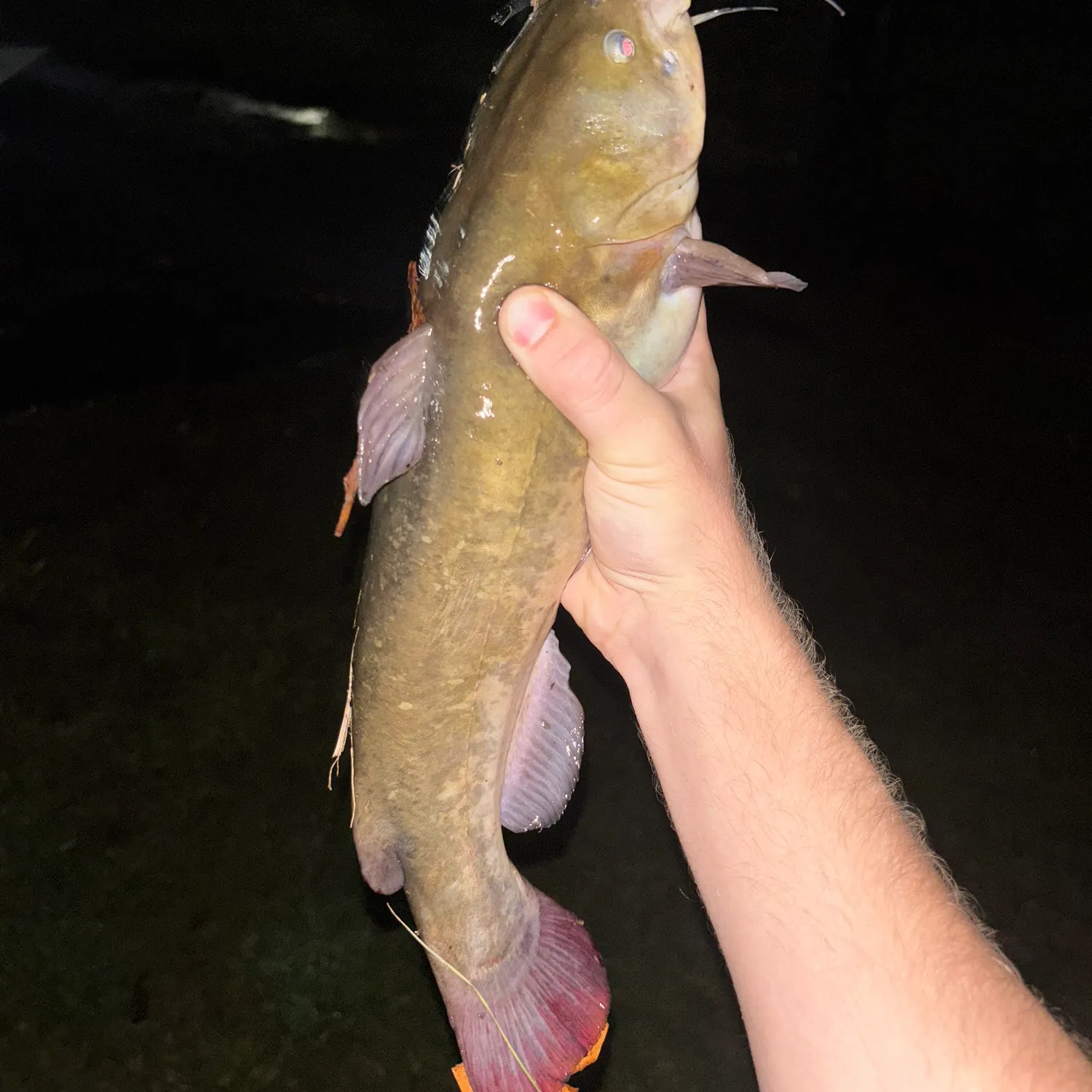 Yellow bullhead caught on Fishbrain