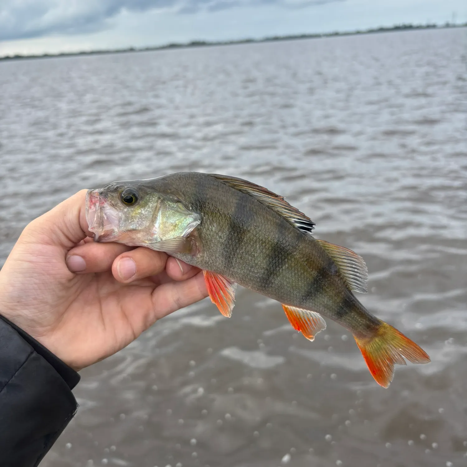 European perch caught on Fishbrain