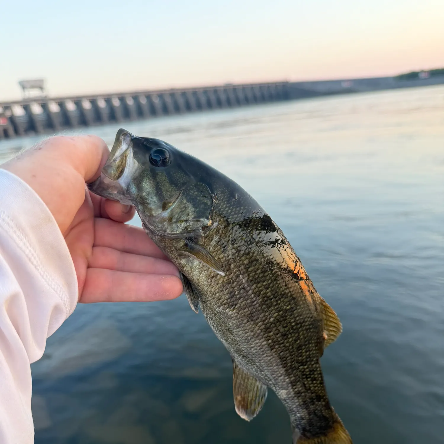 Smallmouth bass caught on Fishbrain