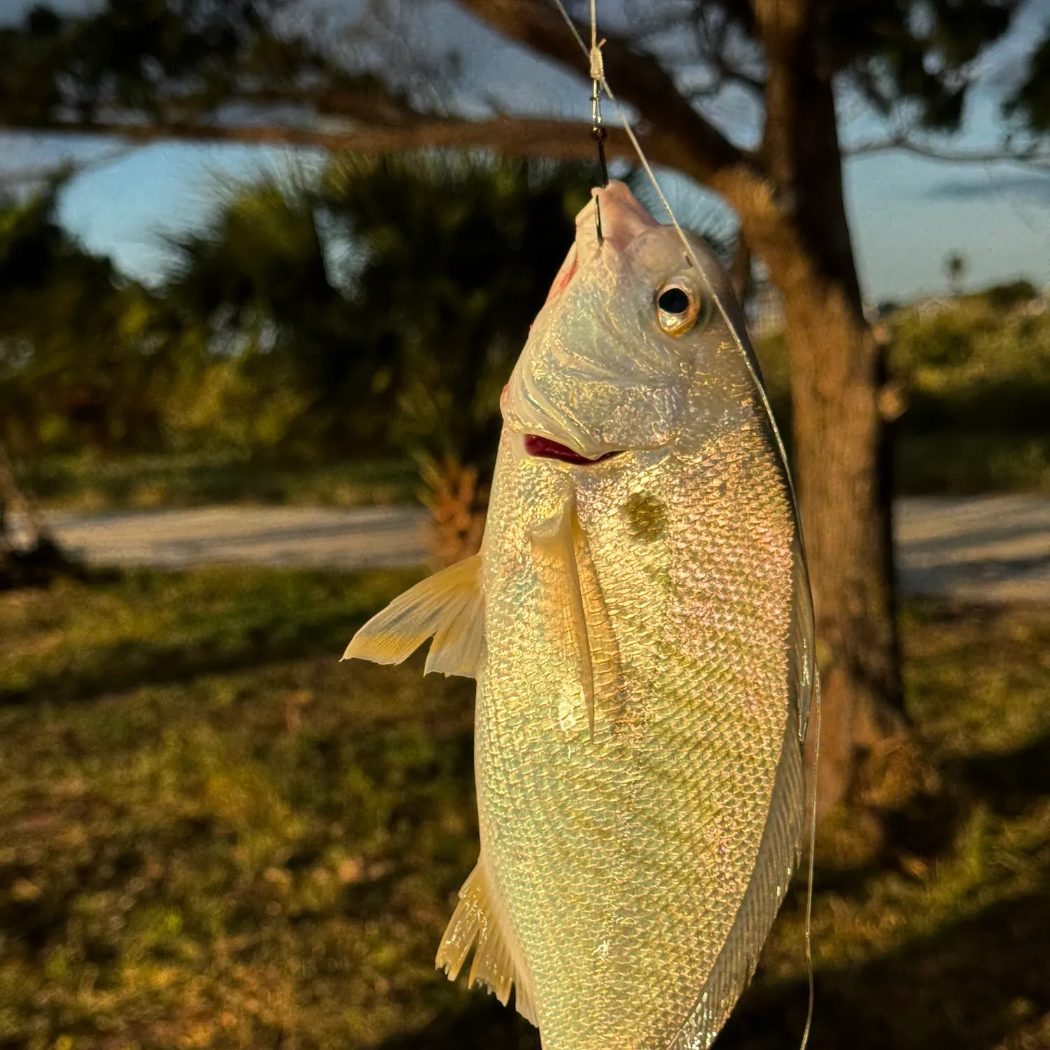 The most recent Spot croaker catches on Fishbrain
