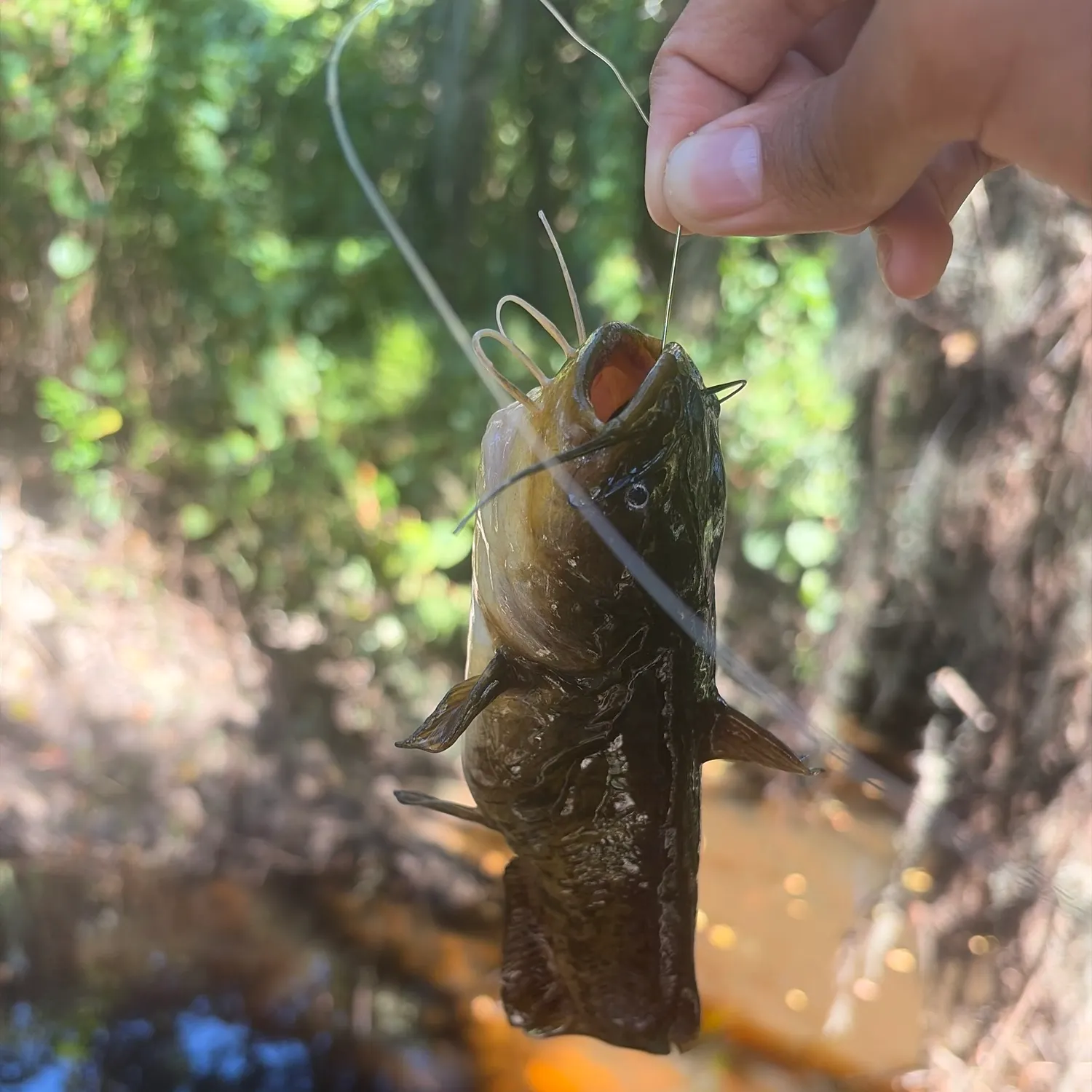 Black bullhead caught on Fishbrain