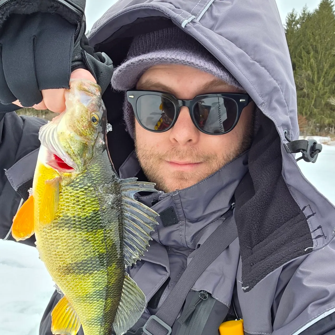 The most recent Yellow perch catches on Fishbrain