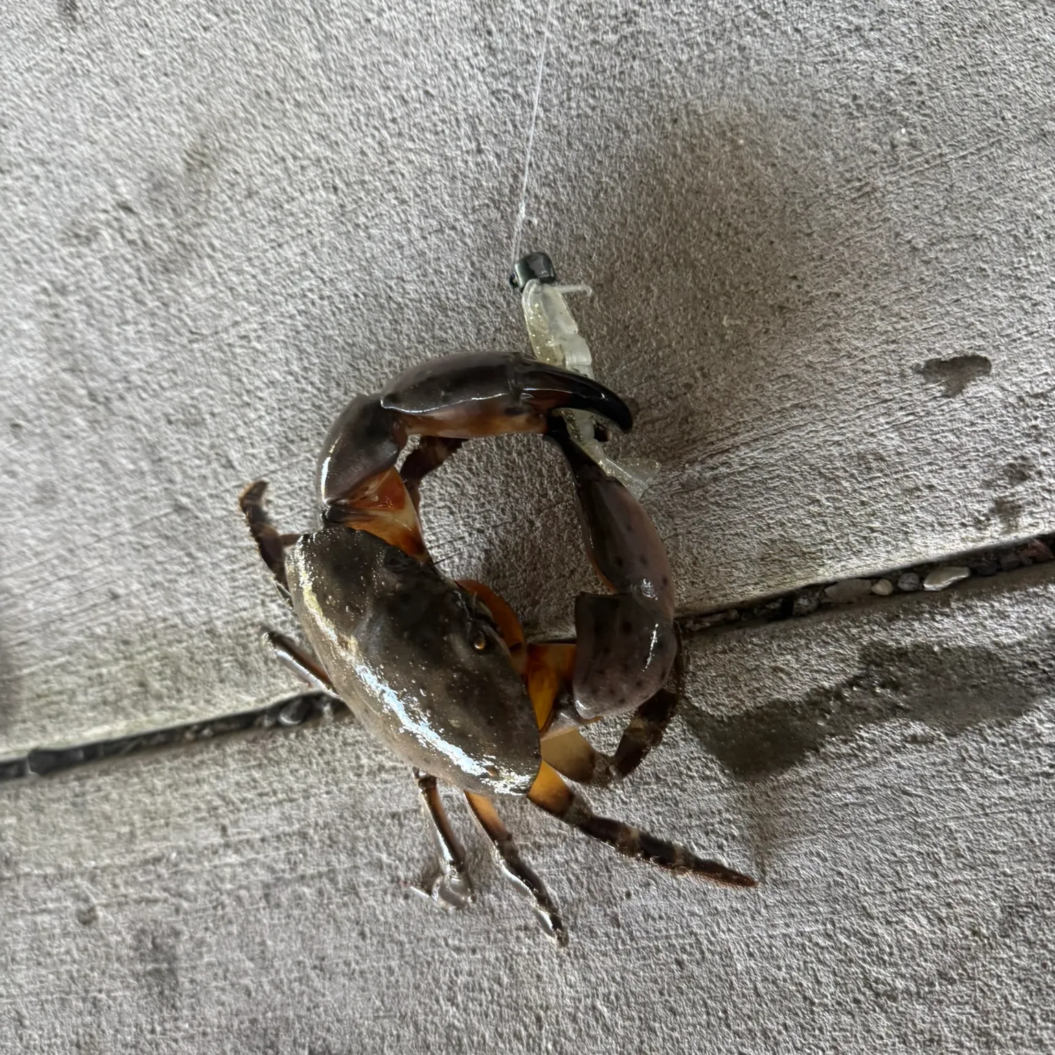 The most recent Florida stone crab catches on Fishbrain