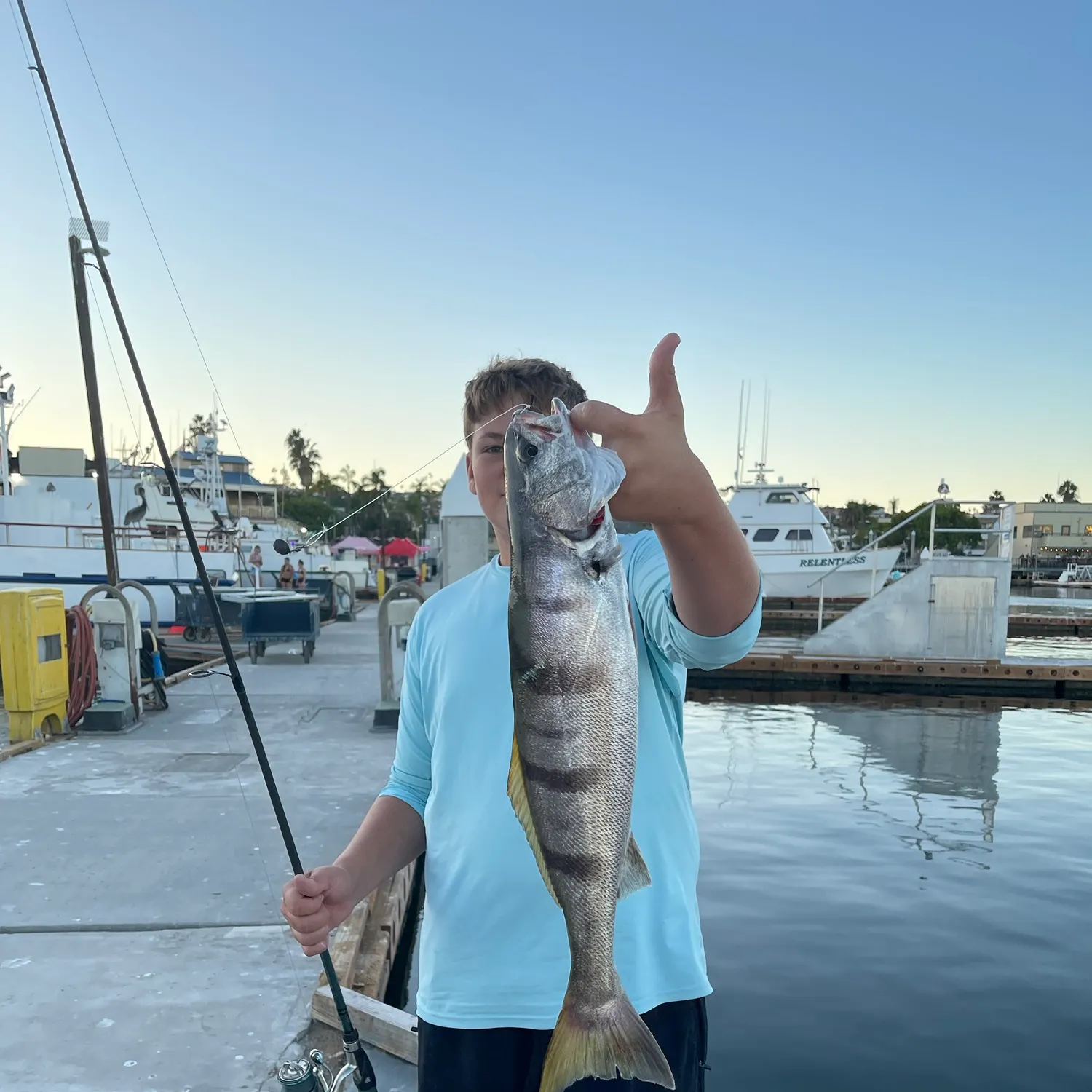 White seabass caught on Fishbrain