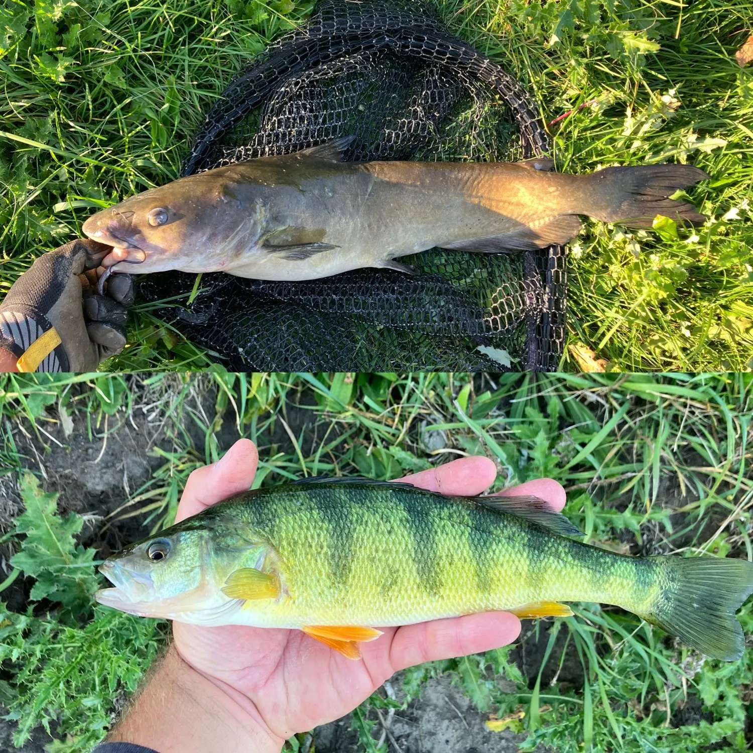 Channel catfish caught on Fishbrain