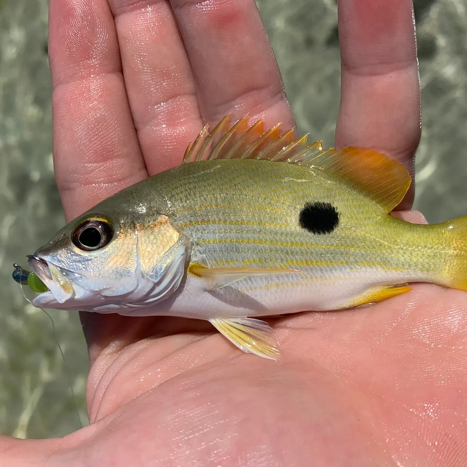 most liked catch image