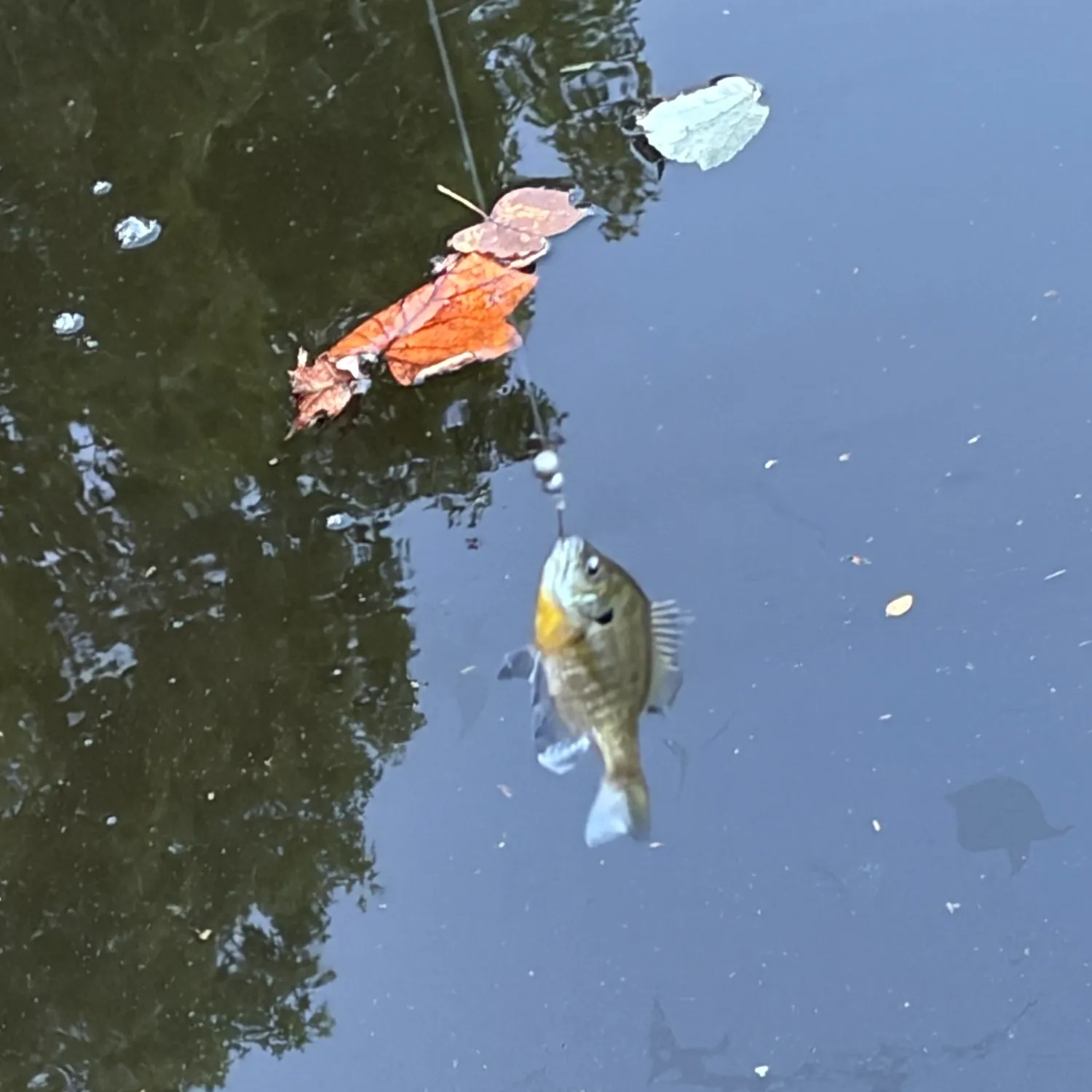 Bluegill caught on Fishbrain