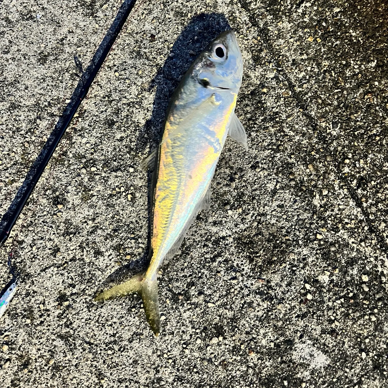 Mackerel scad caught on Fishbrain