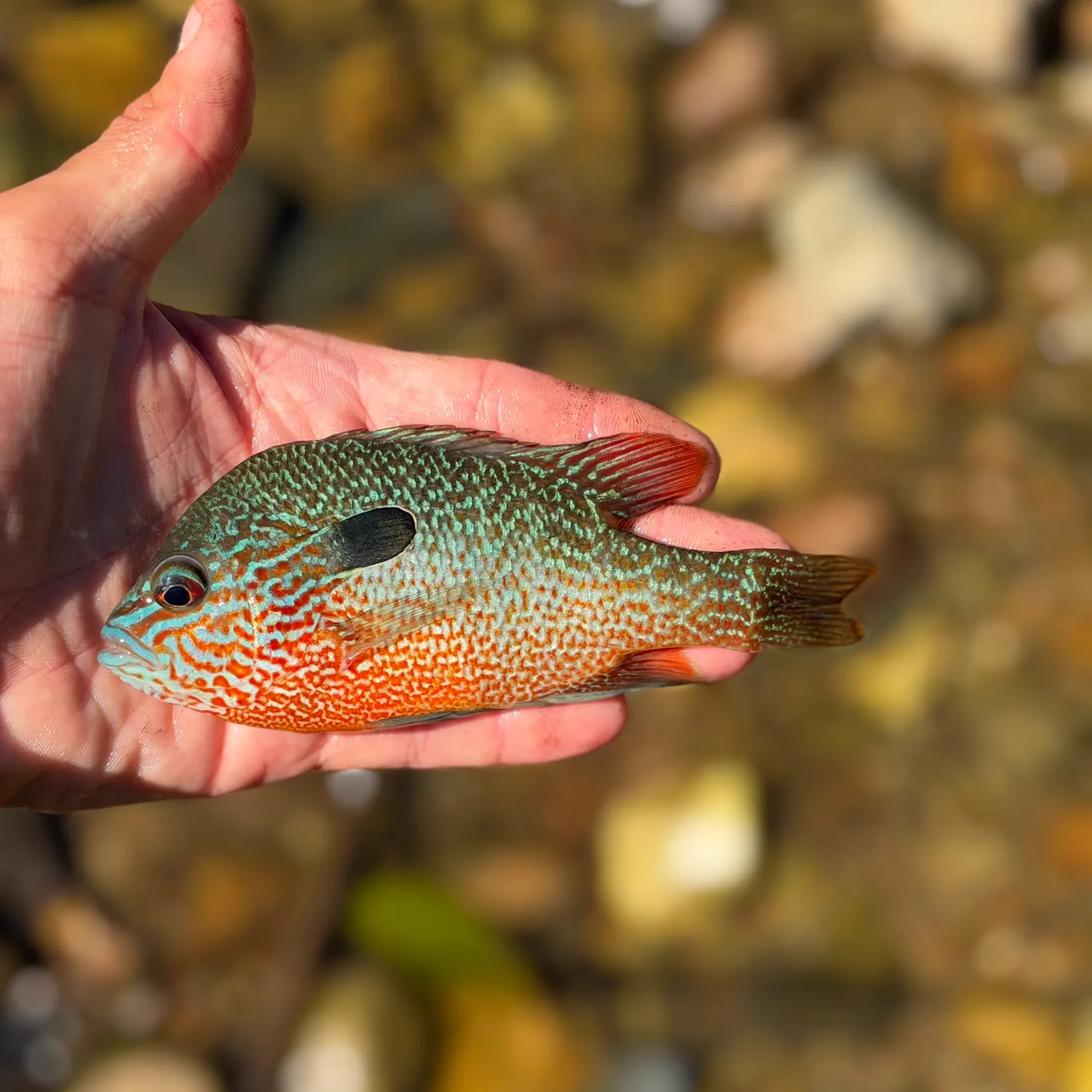The most recent Caddoan longear sunfish catches on Fishbrain