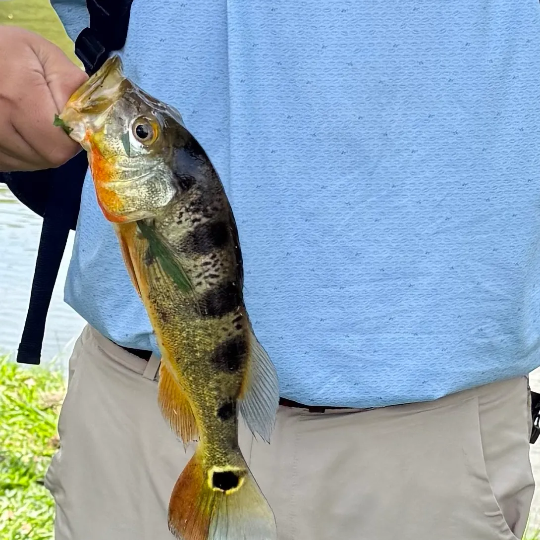 The most recent Speckled peacock bass catches on Fishbrain