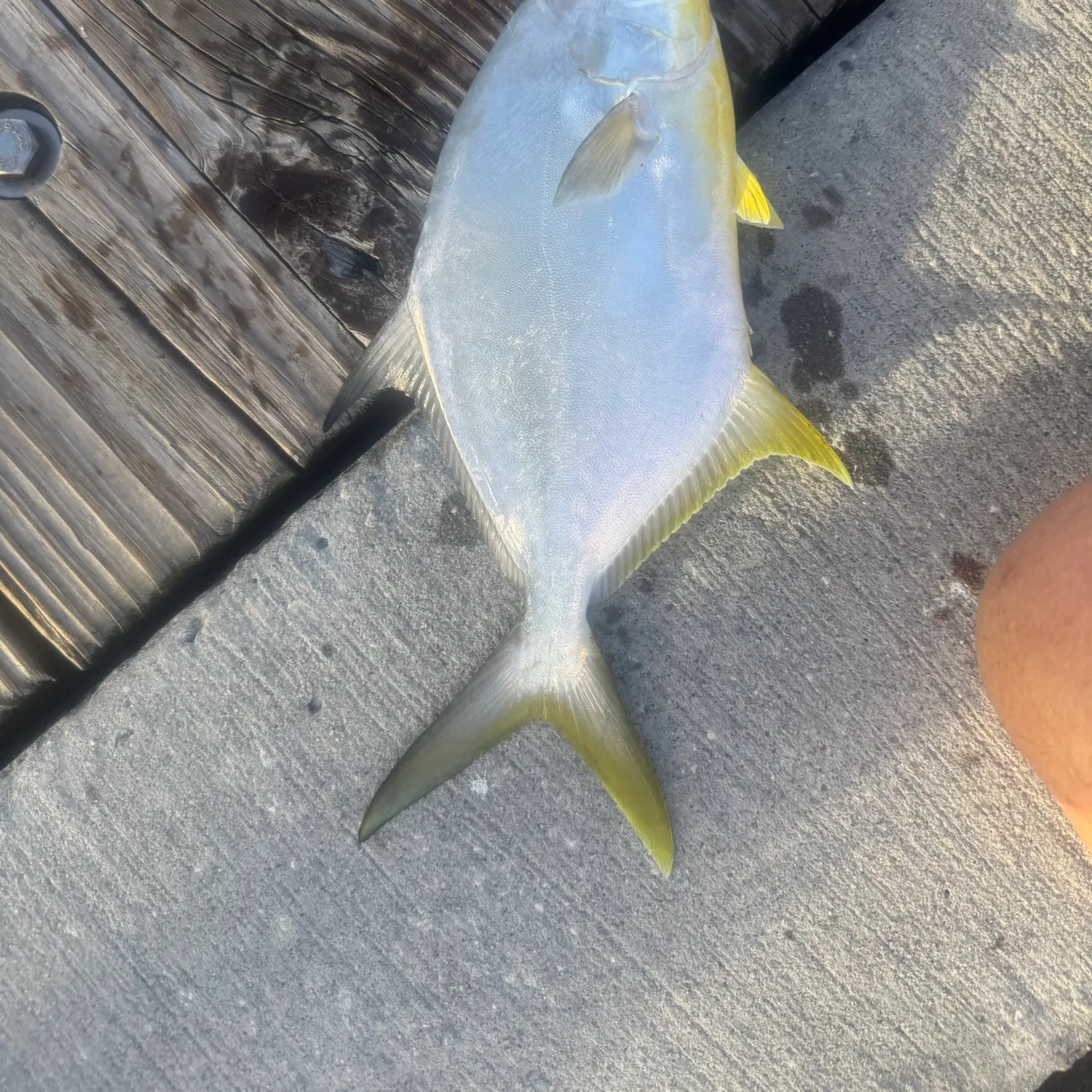 The most recent Florida pompano catches on Fishbrain