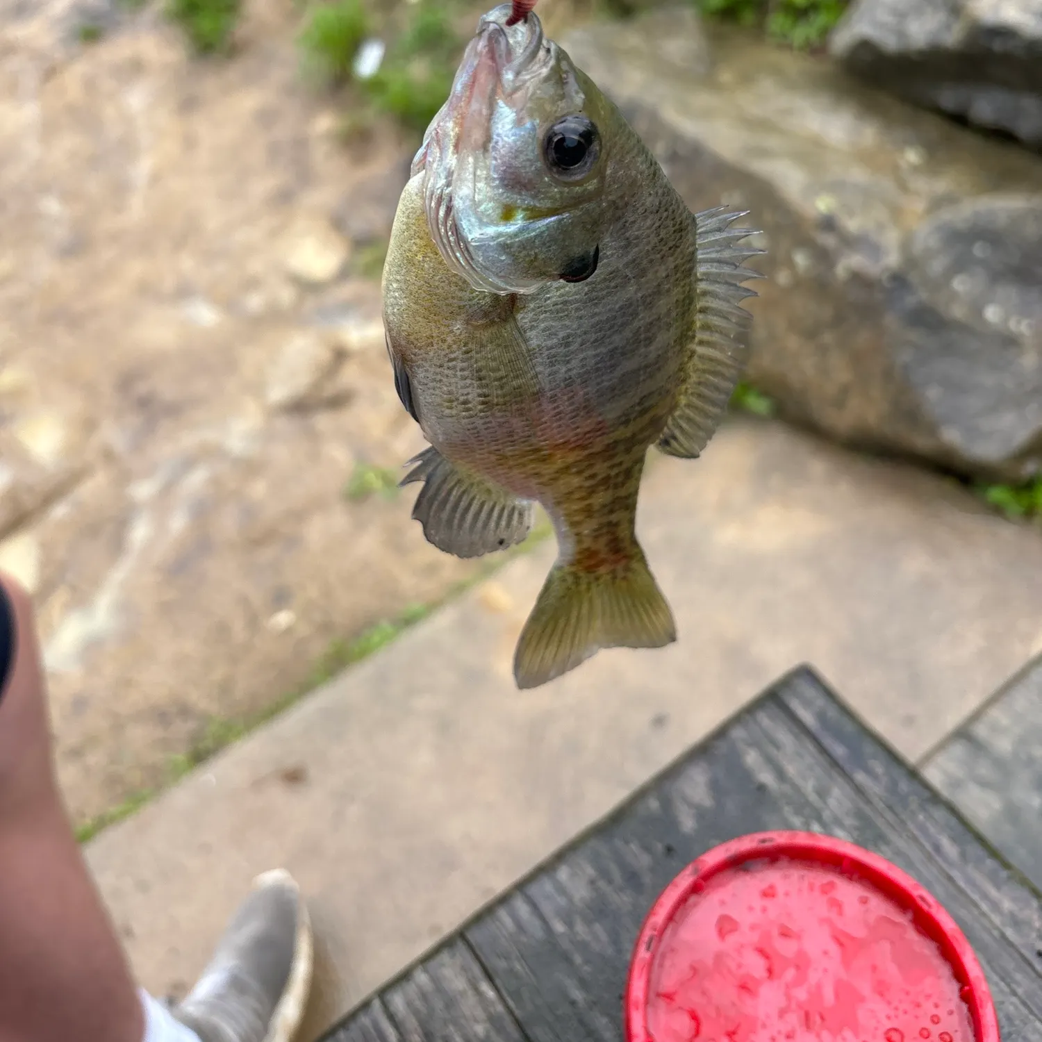 catch