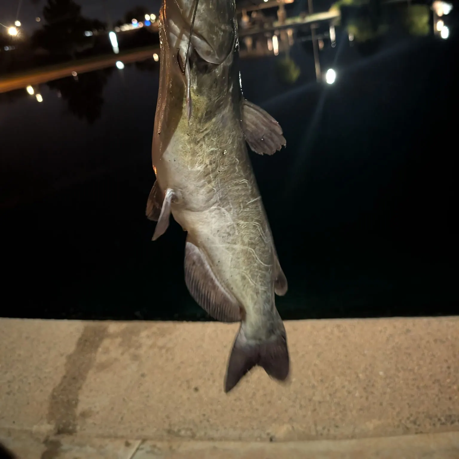 Channel catfish caught on Fishbrain
