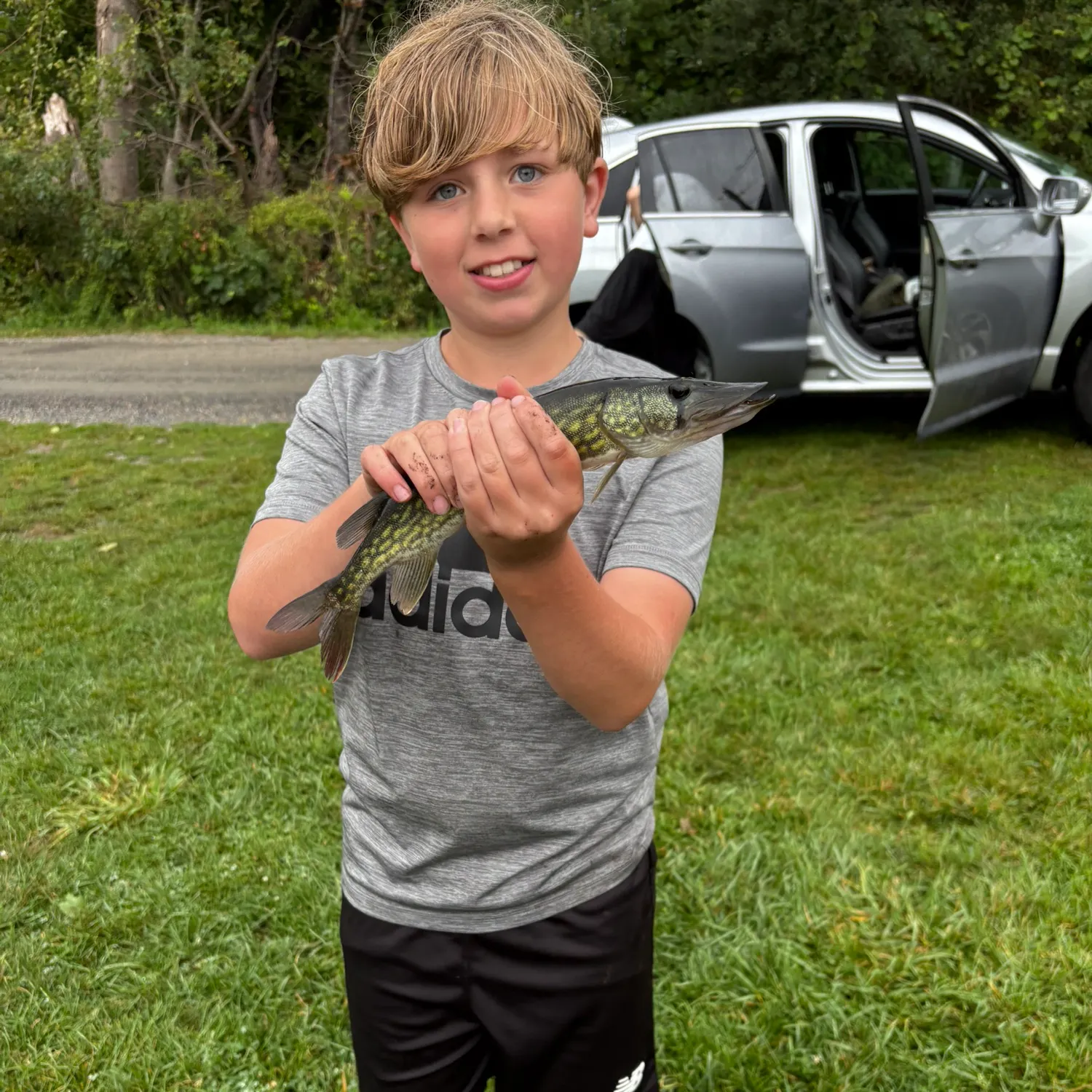 Chain pickerel caught on Fishbrain