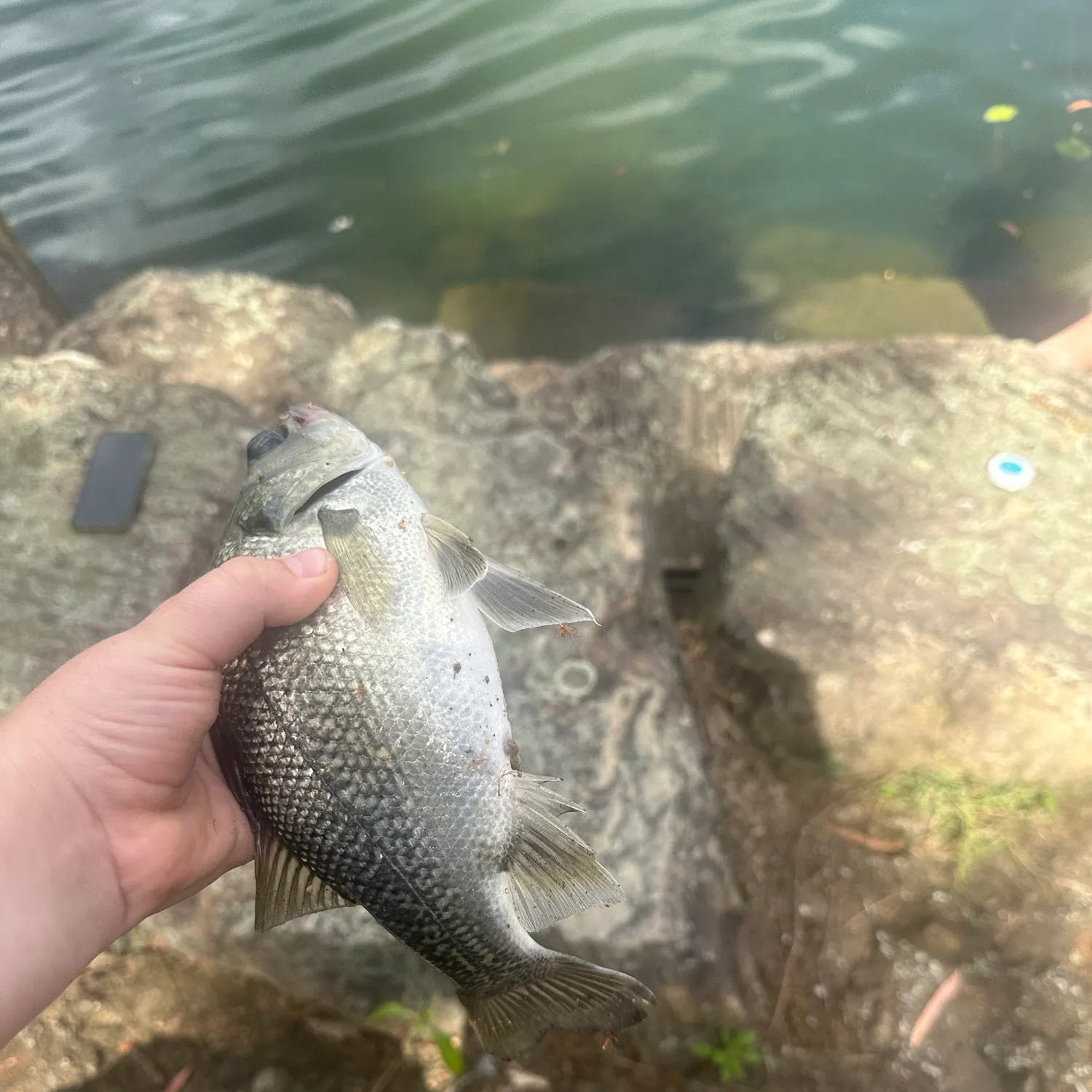 The most recent Australian bass catches on Fishbrain