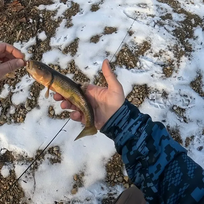 The most recent Sacramento sucker catches on Fishbrain