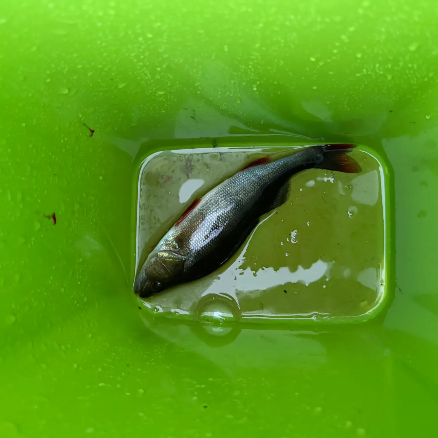 European perch caught on Fishbrain