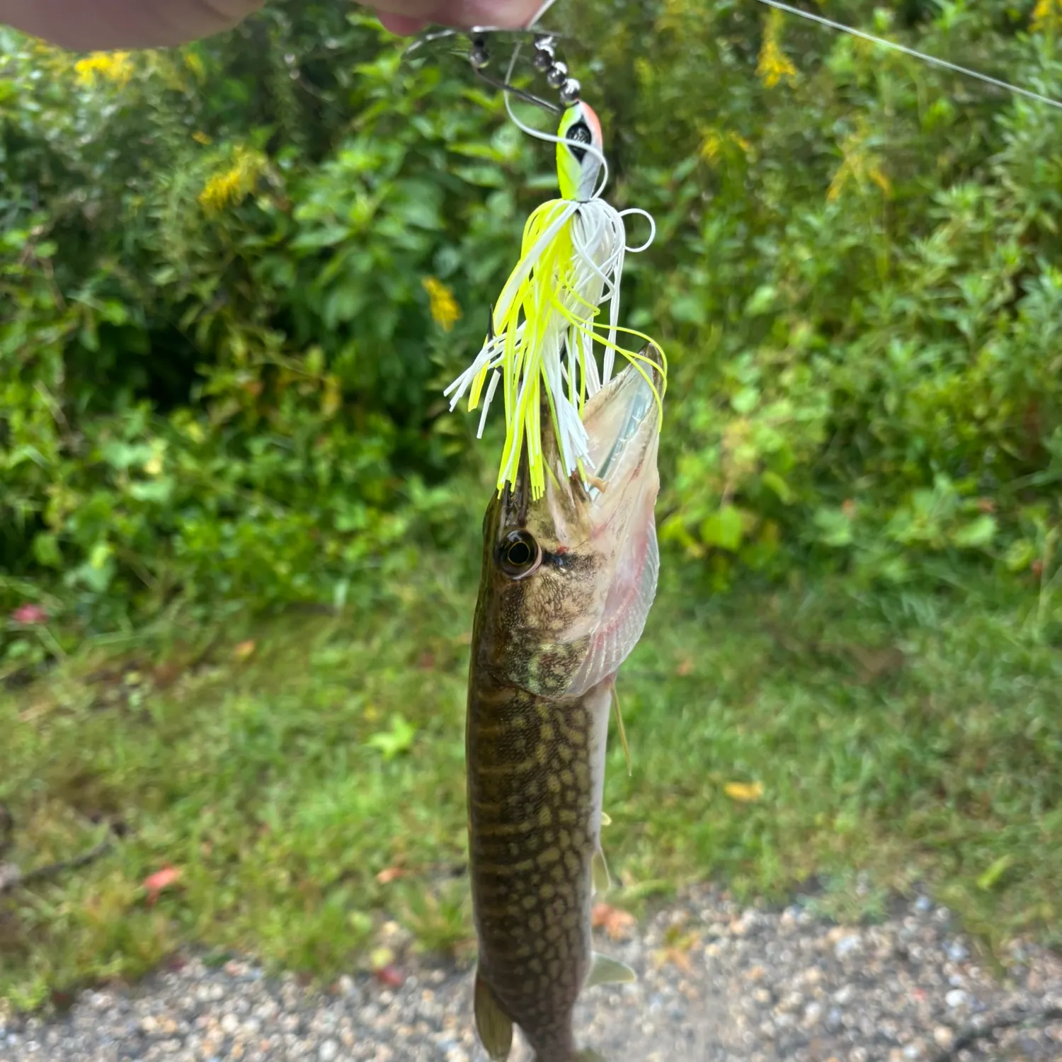Chain pickerel caught on Fishbrain