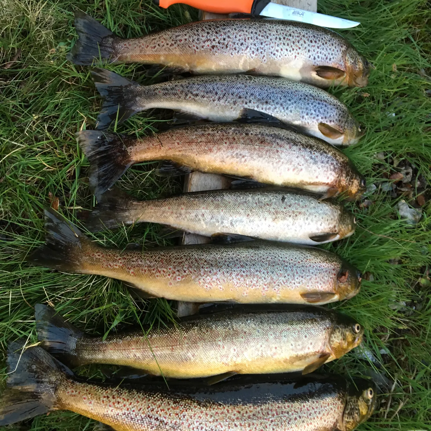 recently logged catches