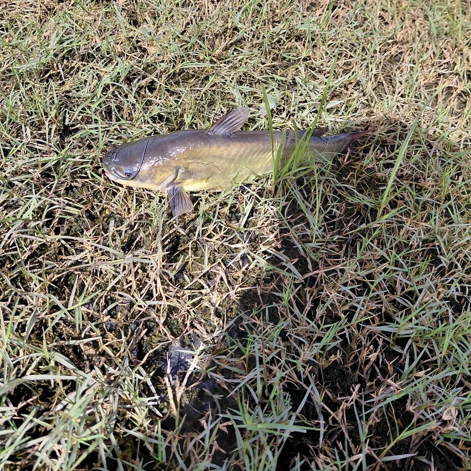 Black bullhead caught on Fishbrain