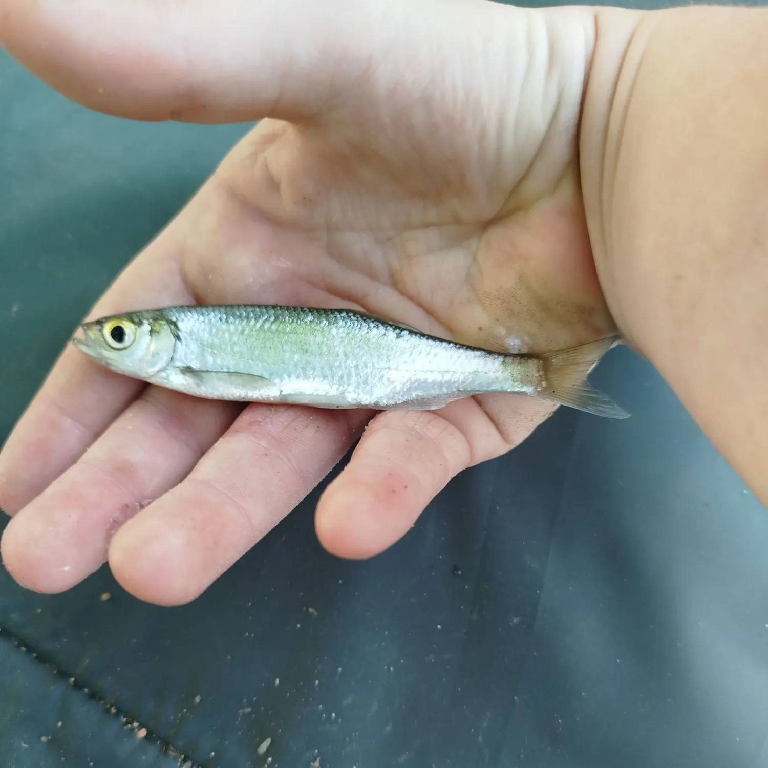 The most recent Common dace catches on Fishbrain