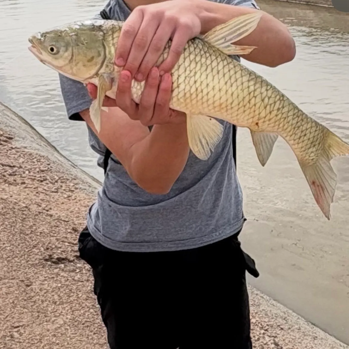 The most recent Grass carp catches on Fishbrain