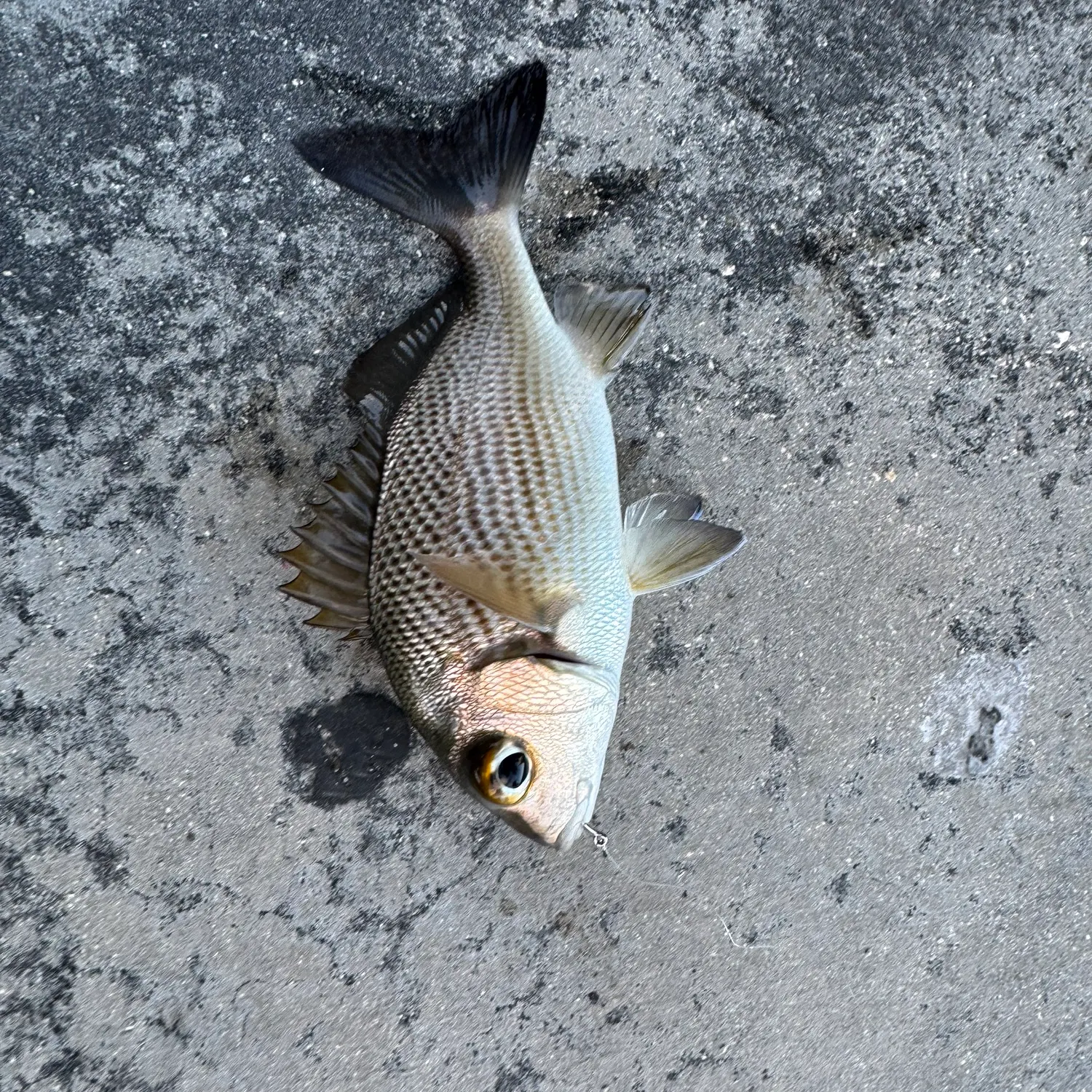 The most recent Sailor's choice grunt catches on Fishbrain