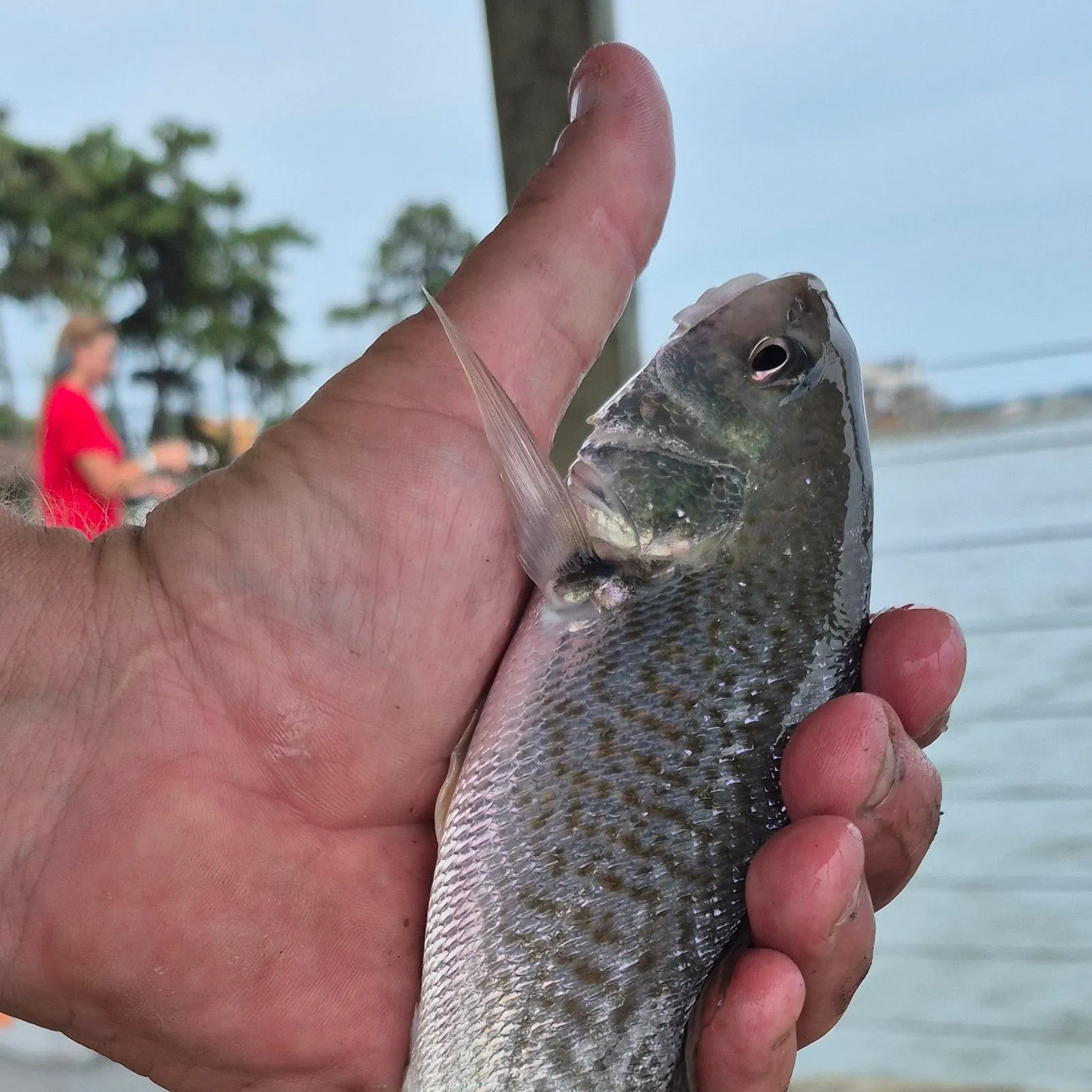 Atlantic croaker caught on Fishbrain