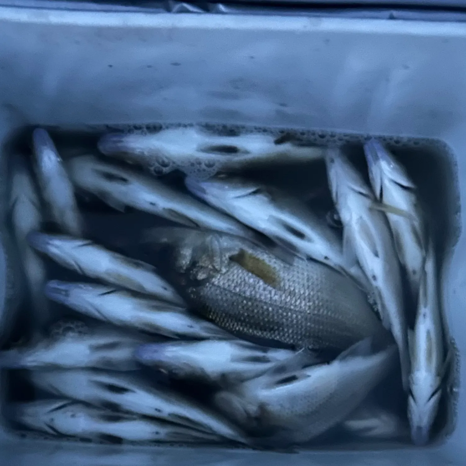 The most recent White perch catches on Fishbrain