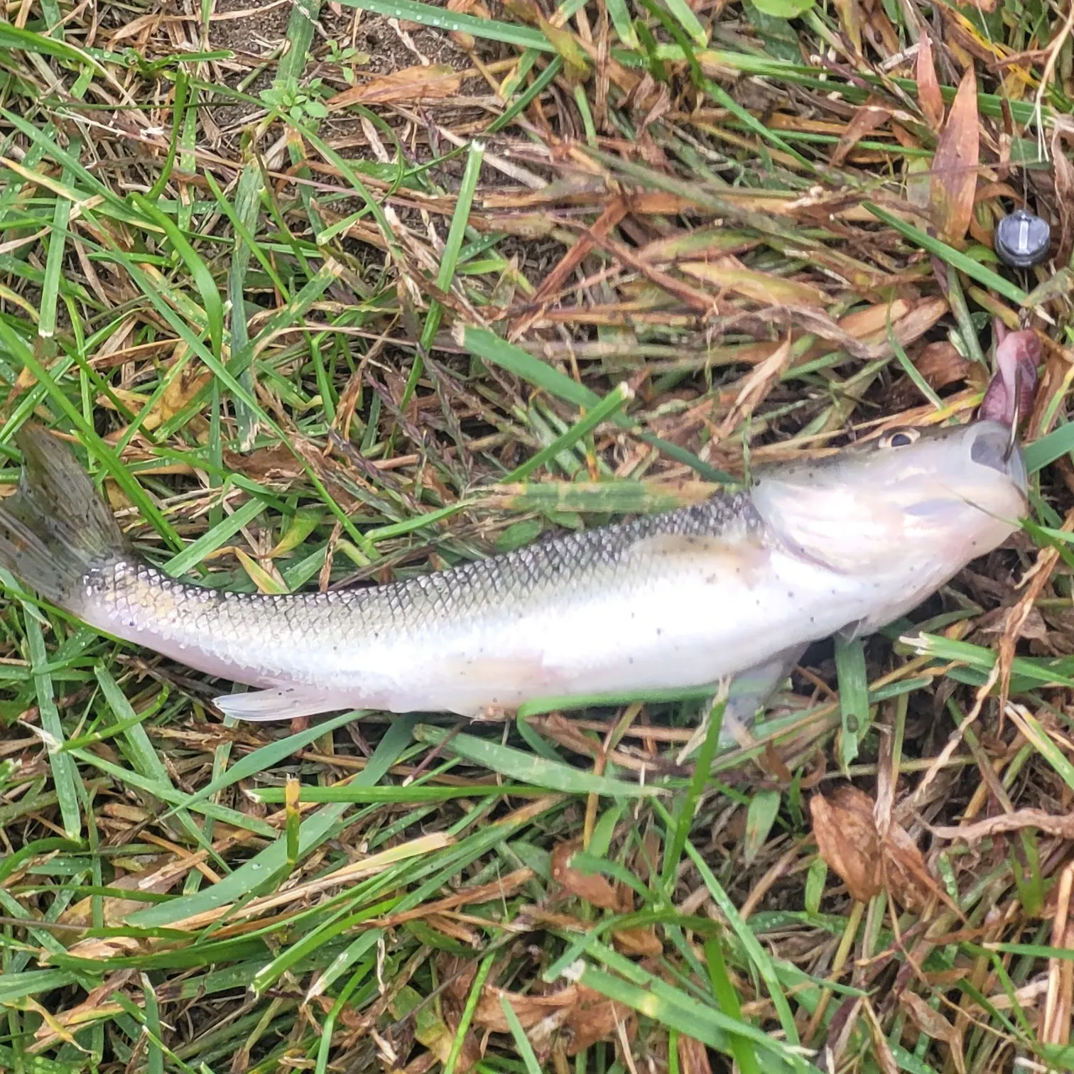 Creek chub caught on Fishbrain