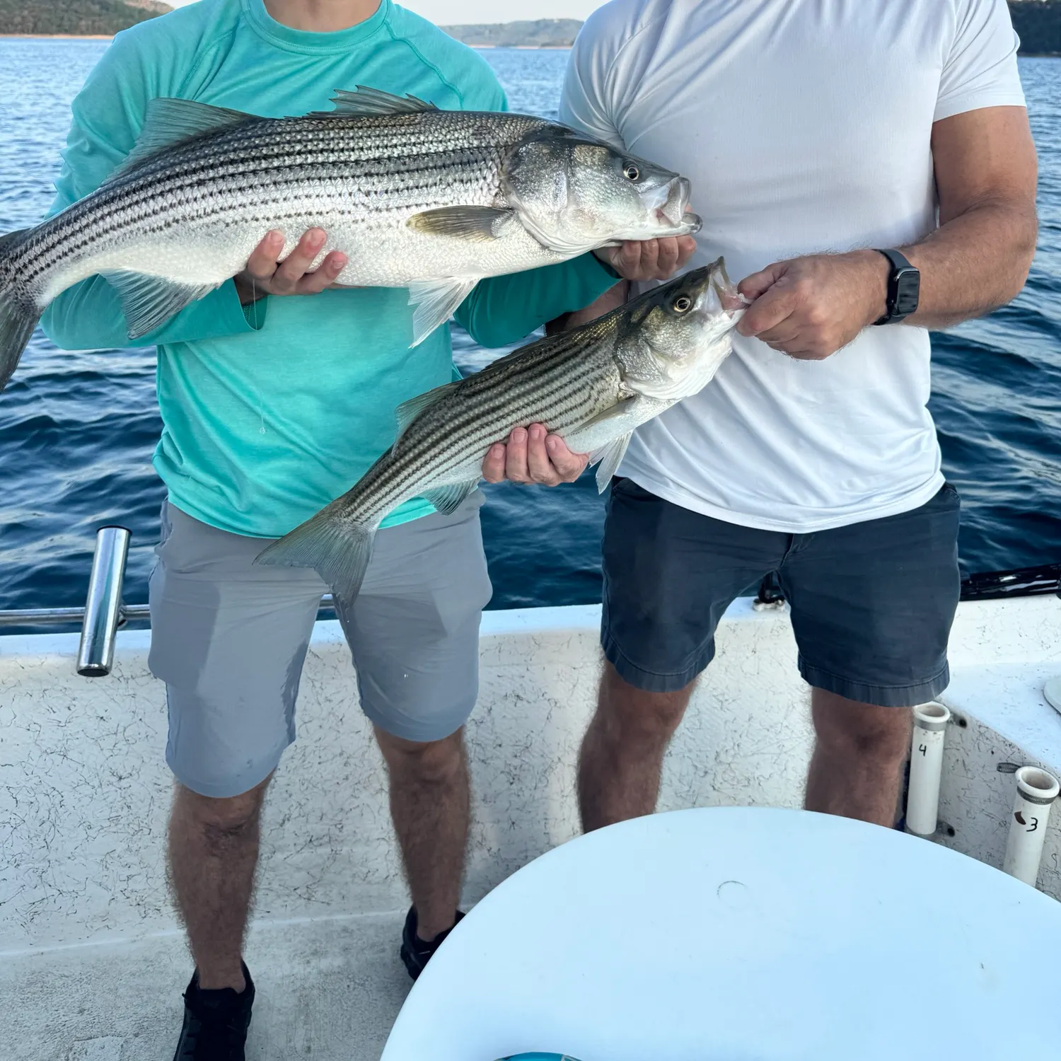 Striped bass caught on Fishbrain